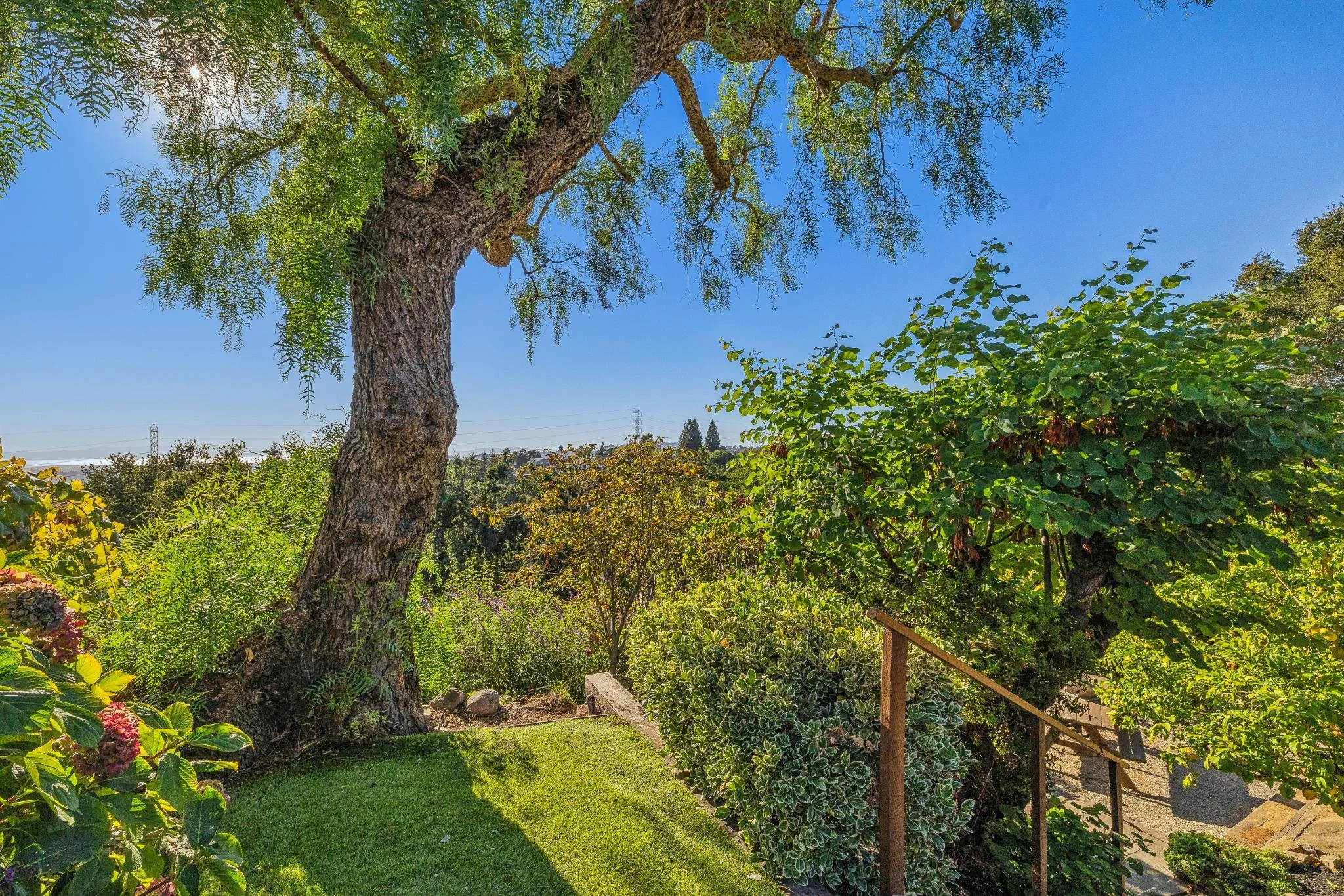 A large, leafy tree with a thick trunk and extending branches in a garden. Bright sunlight filters through the leaves, with a clear blue sky in the background. There is lush green grass and various bushes and plants surrounding the tree, with a small