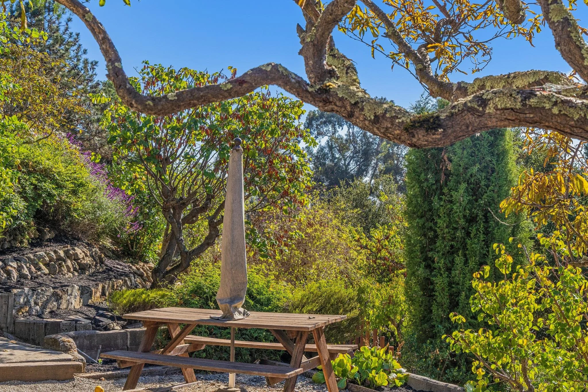 A garden scene with a large, twisted tree branch in the foreground, surrounded by lush green trees and plants, under a clear blue sky.