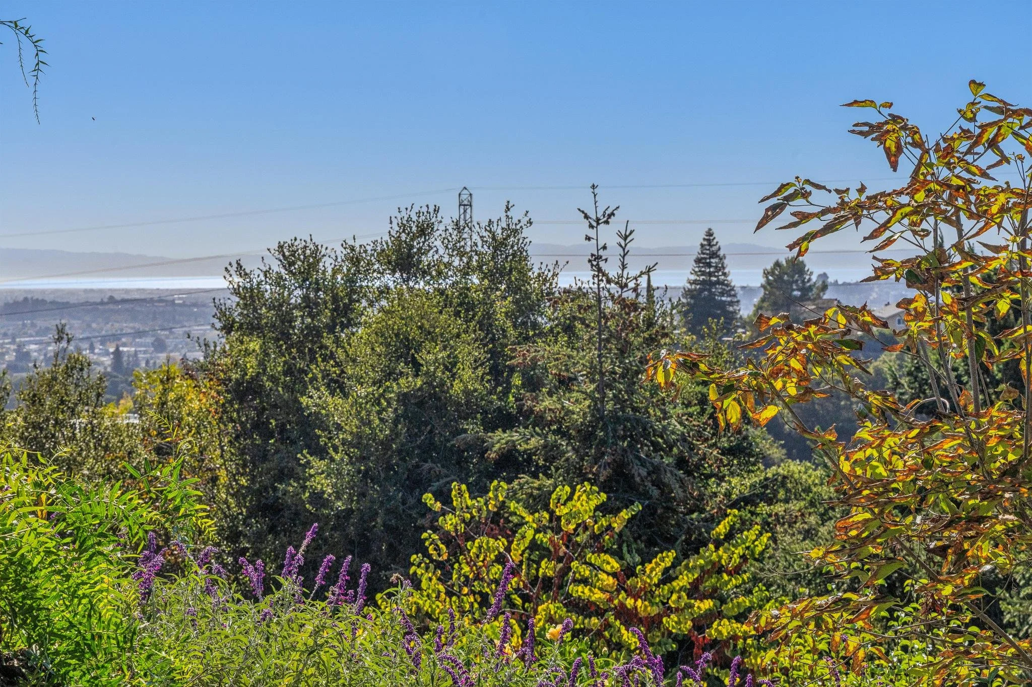 A lush garden with various green plants and purple flowers in the foreground, and trees, power lines, and a clear blue sky in the background.