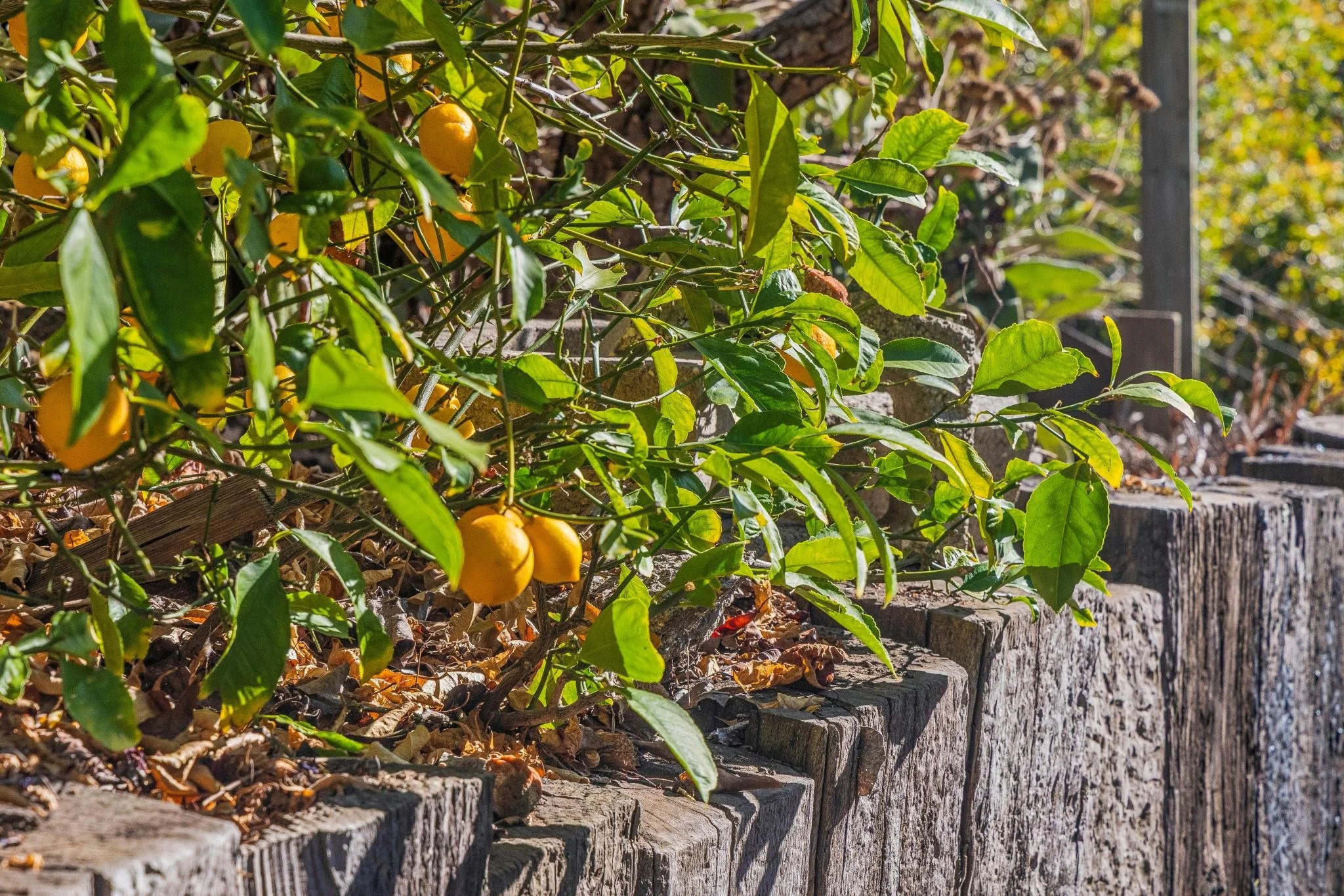 Yellow and green peppers growing on a plant above a stone retaining wall, in a garden setting.