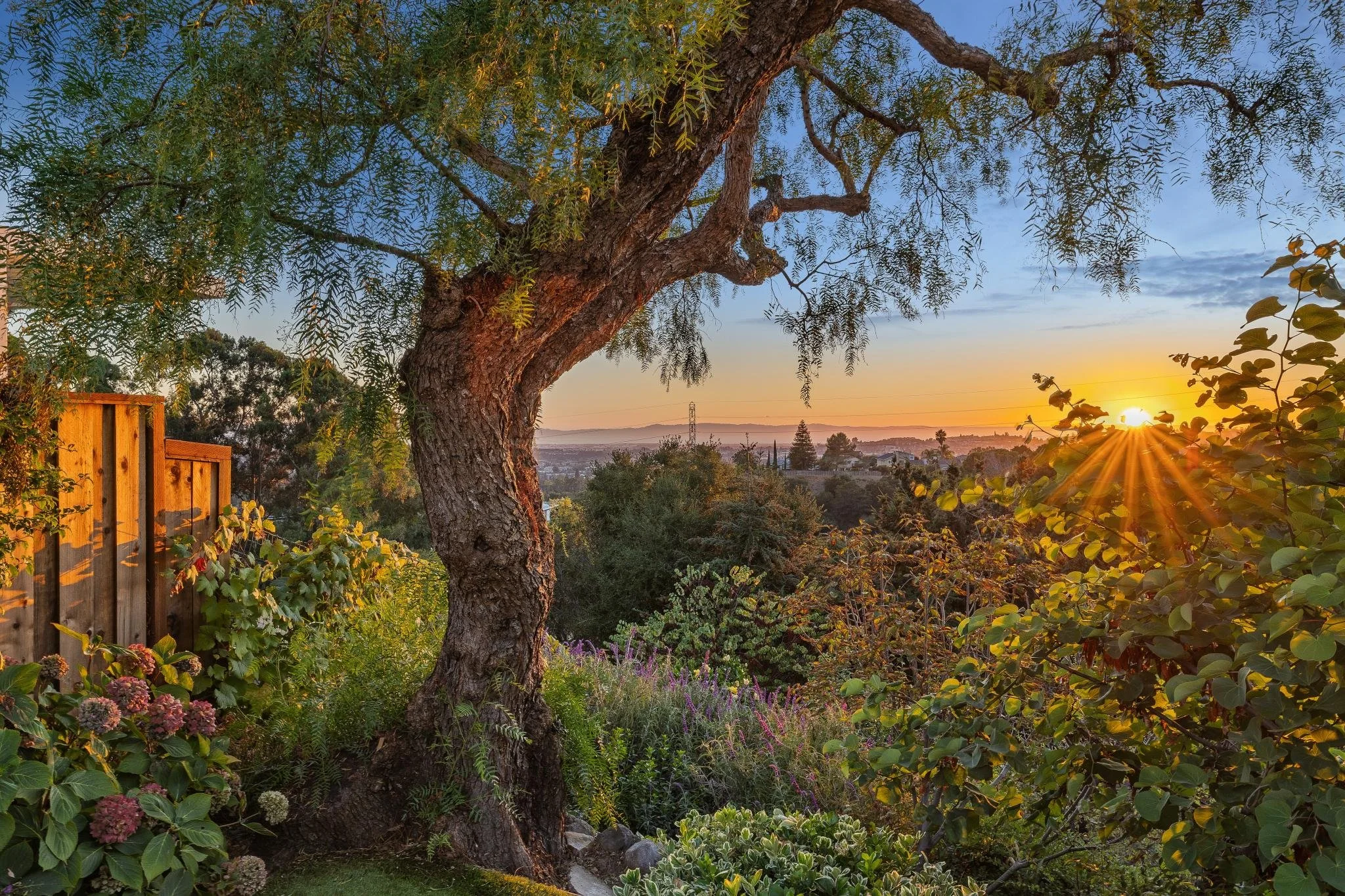 A backyard garden at sunset with a large tree in the foreground, colorful flowers, shrubs, and a wooden fence on the left side, and a view of distant hills and the setting sun on the horizon.