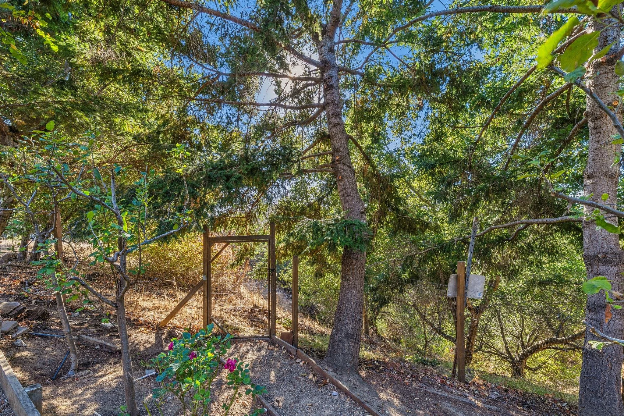 A wooded backyard with tall trees, a small garden area, and a wooden fence with a gate. Bright sunlight filters through the leaves, creating shadows on the ground.