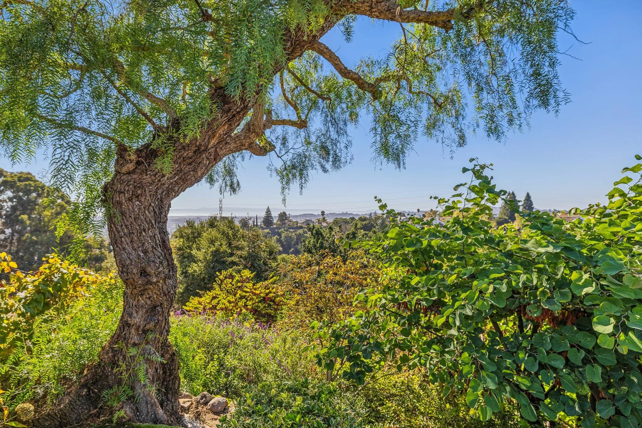 A large tree with broad branches and green leaves, overlooking a scenic landscape of trees, hills, and houses under a clear blue sky.