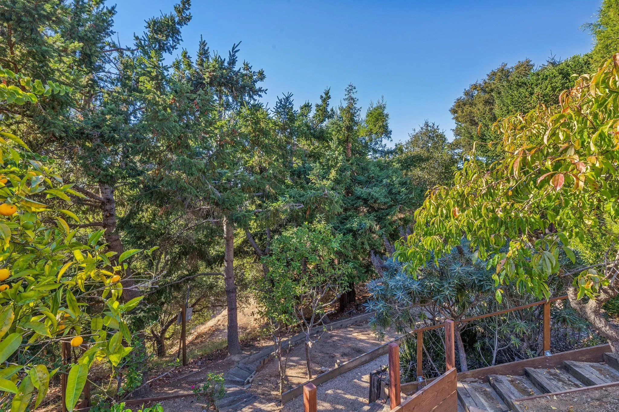 A scenic view of a lush garden path surrounded by tall trees and various green plants under a clear blue sky.