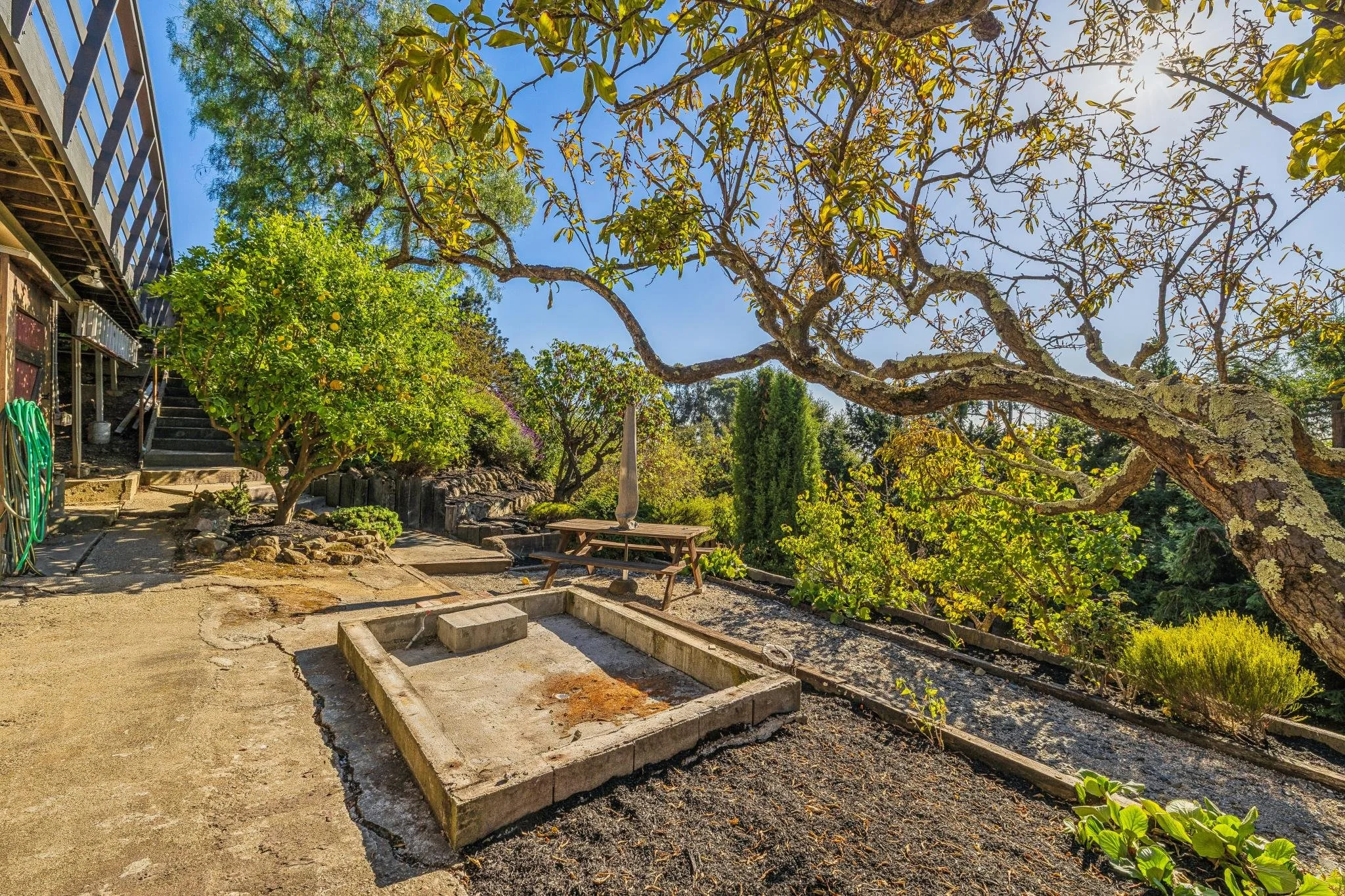 A backyard garden with a large tree, various smaller plants, a wooden picnic table, and a concrete patio area. The sky is clear and sunny, with shadows cast by the trees.