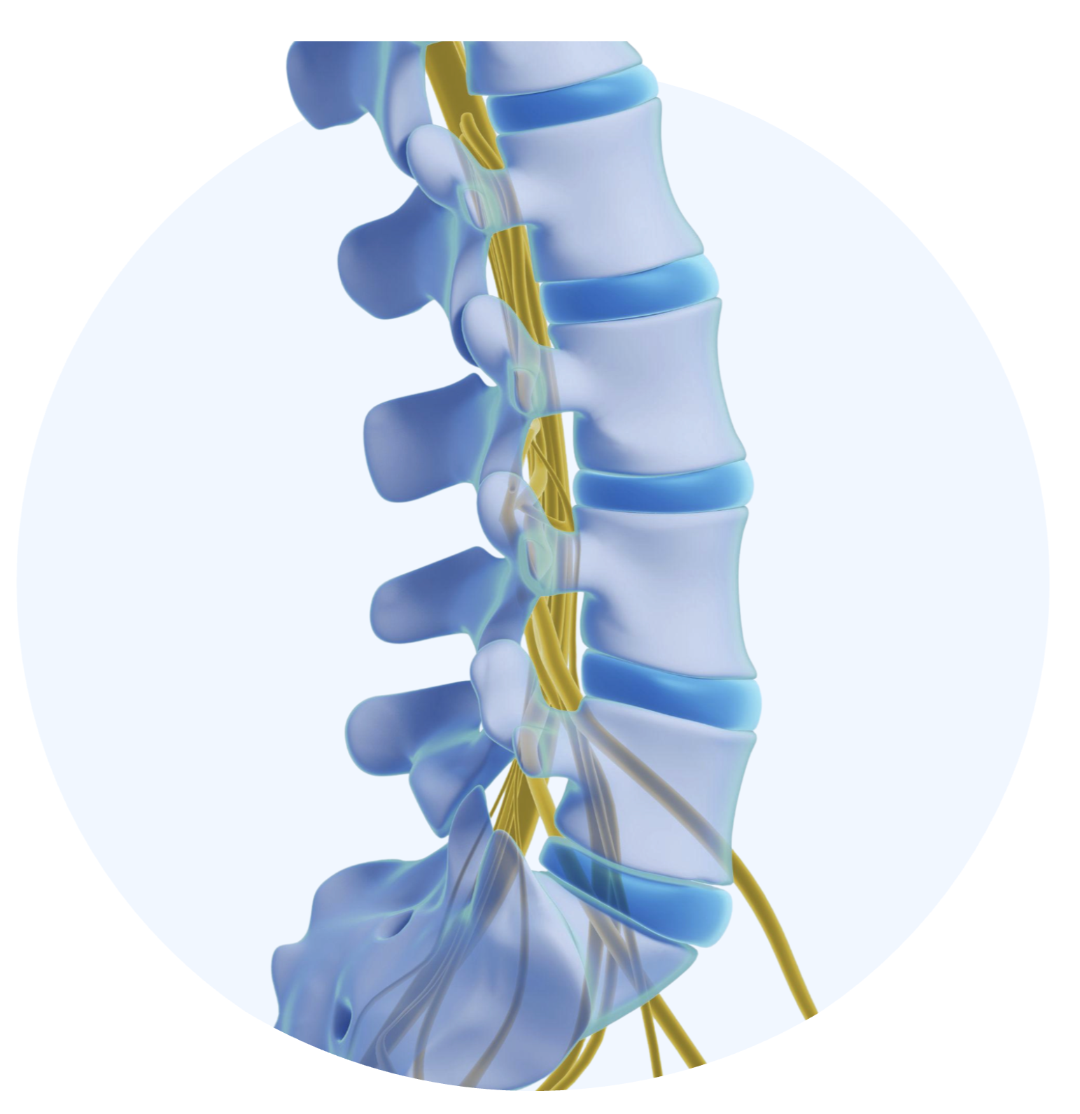 A detailed medical illustration of the human spine showing vertebrae, intervertebral discs, spinal cord, and nerve roots in yellow.