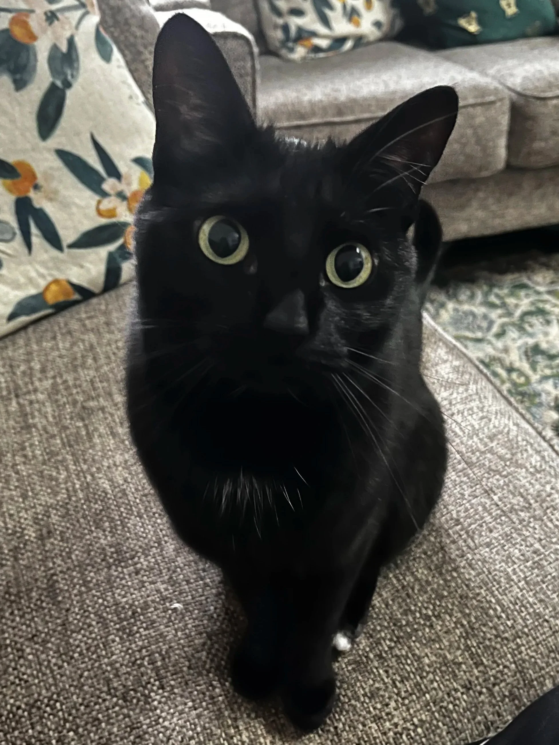 Close-up of a black cat with large yellow eyes, standing on a carpeted floor in front of a patterned chair and sofa.