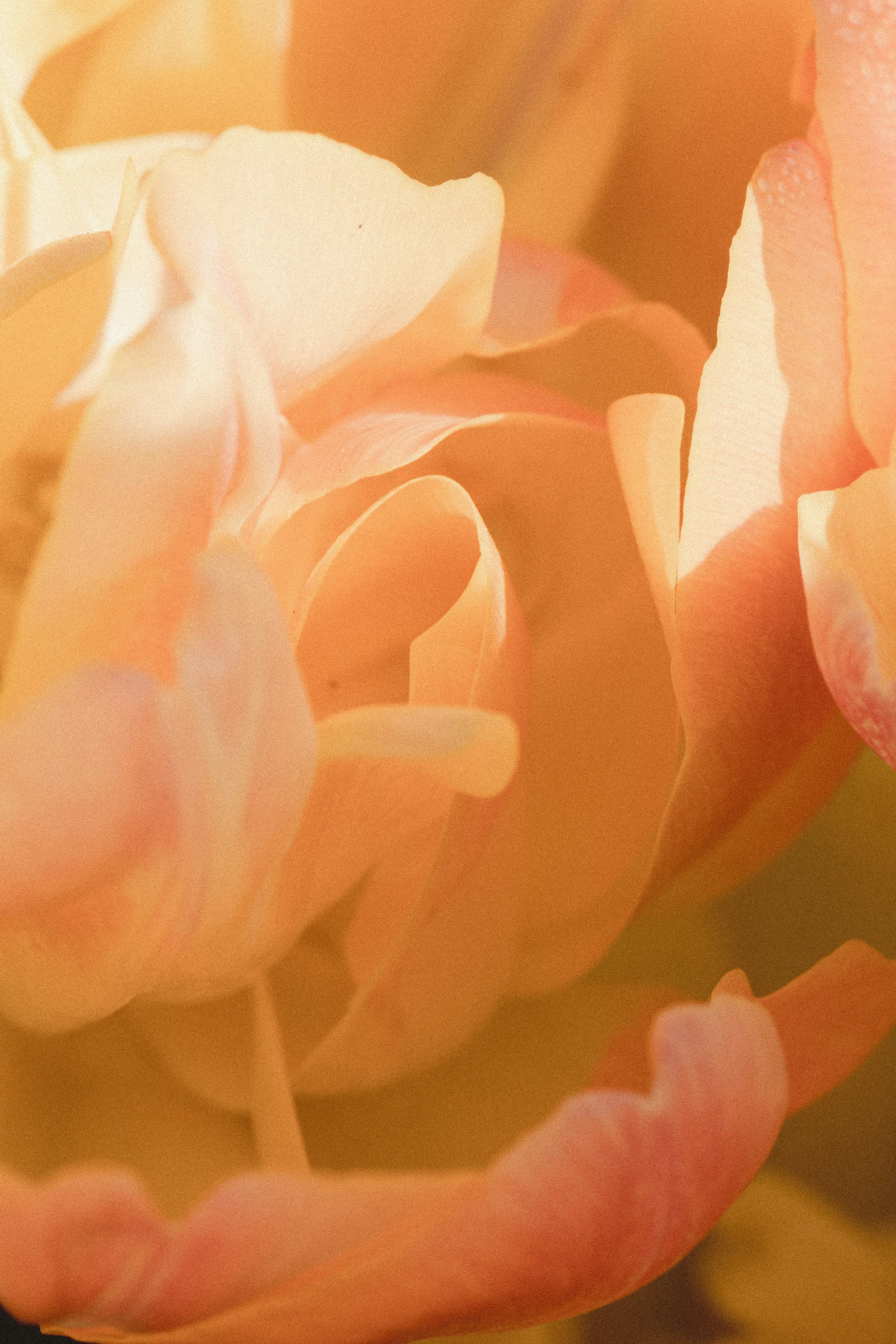 Abstract close-up of overlapping orange, peach, and cream fabric-like shapes with a warm grainy texture
