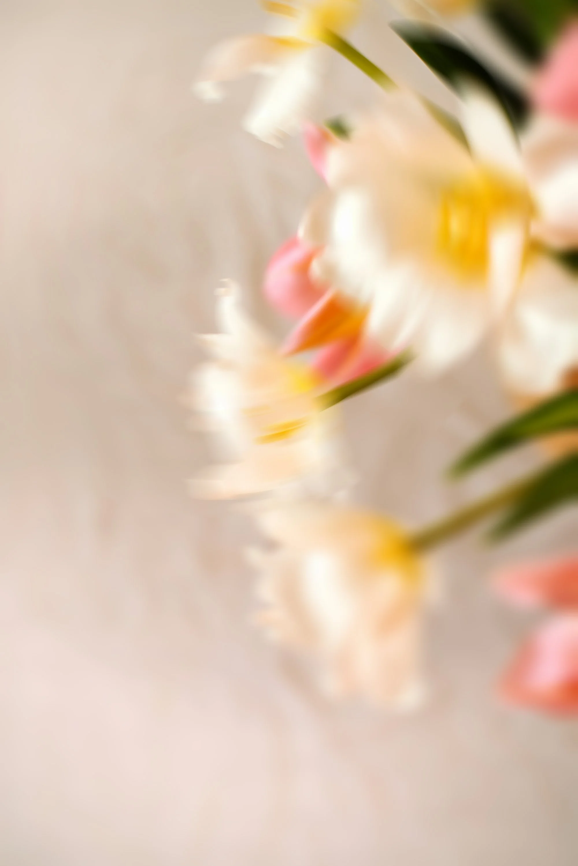 Soft-focus close-up of colorful white, yellow, and pink flowers with green leaves