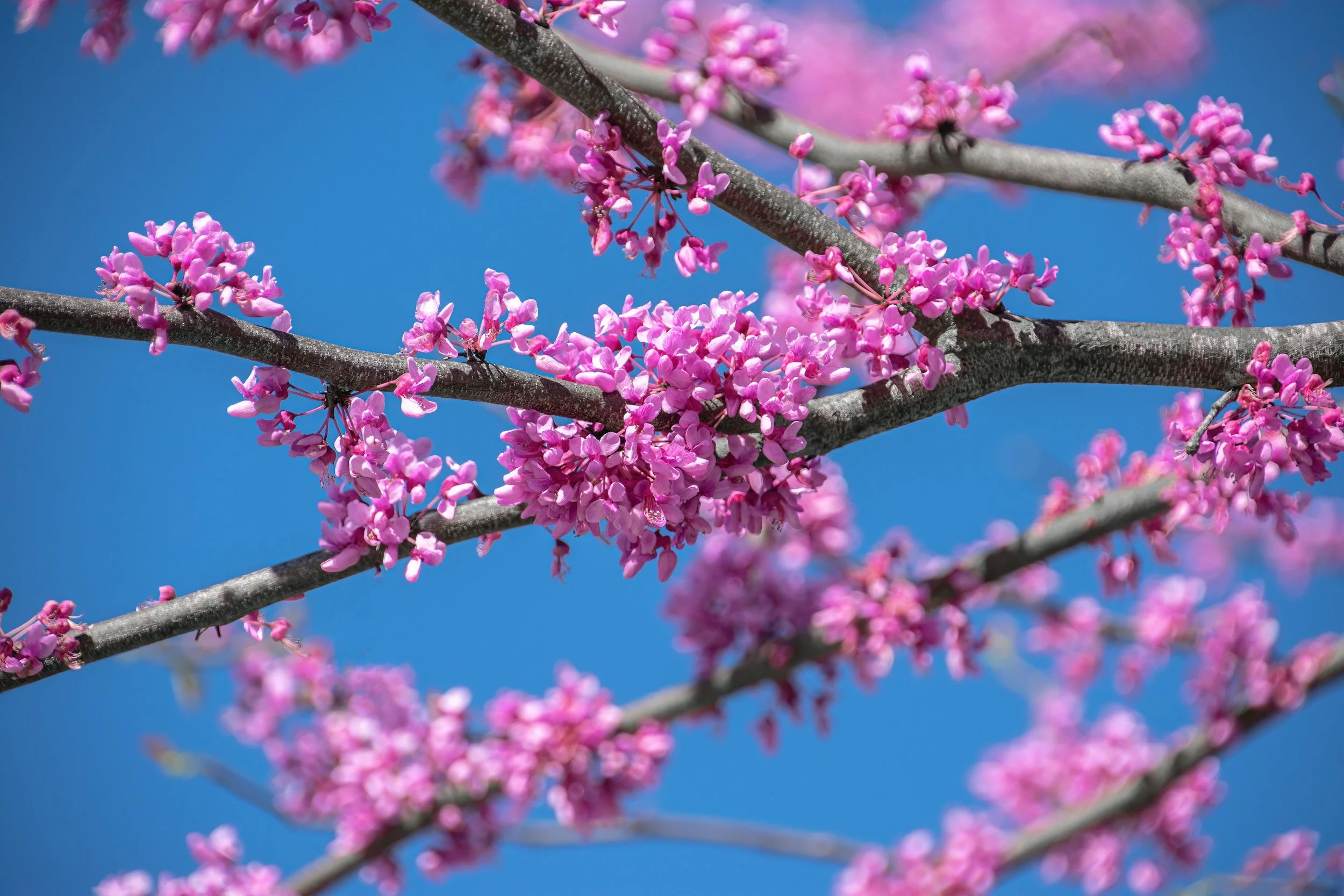 Close-up of pink cherry blossom flowers on tree branches against a bright blue sky.