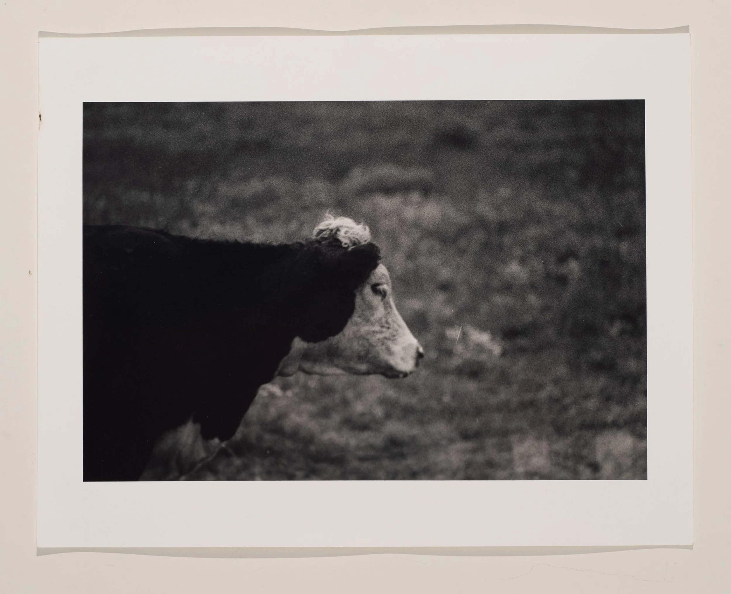 2020, silver gelatin print, 11 x 14 in.