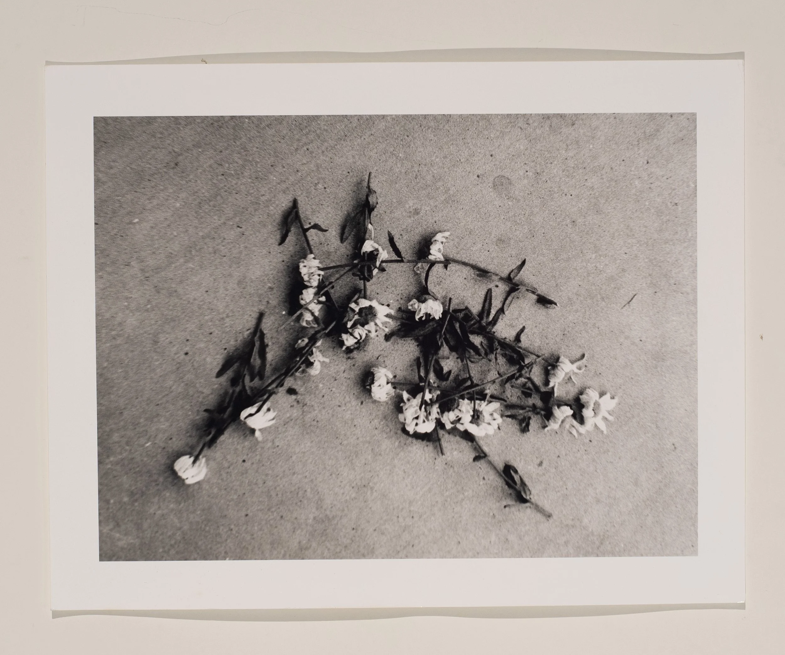 2020, silver gelatin print, 11 x 14 in.