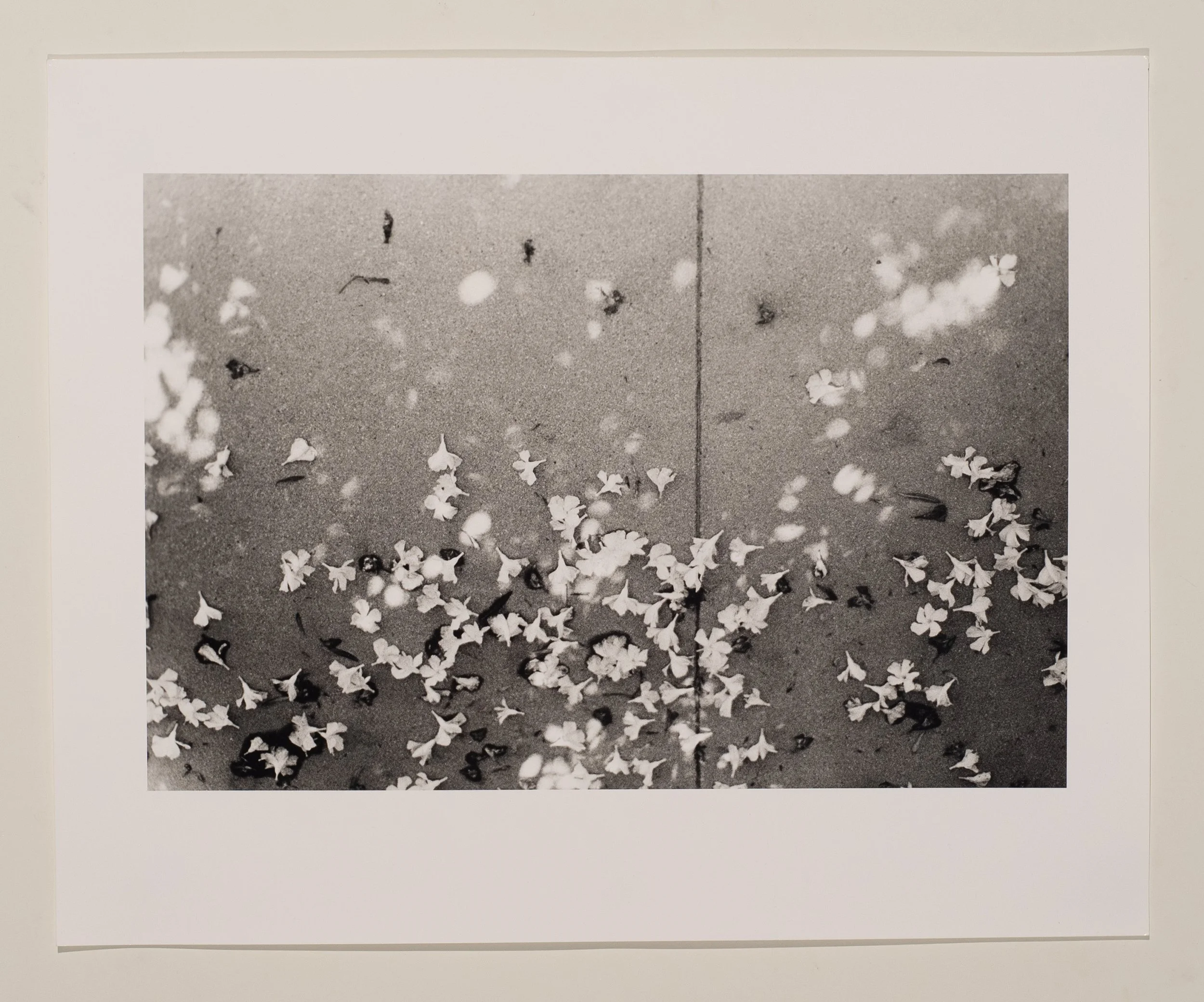 2019, silver gelatin print, 16 x 20 in.
