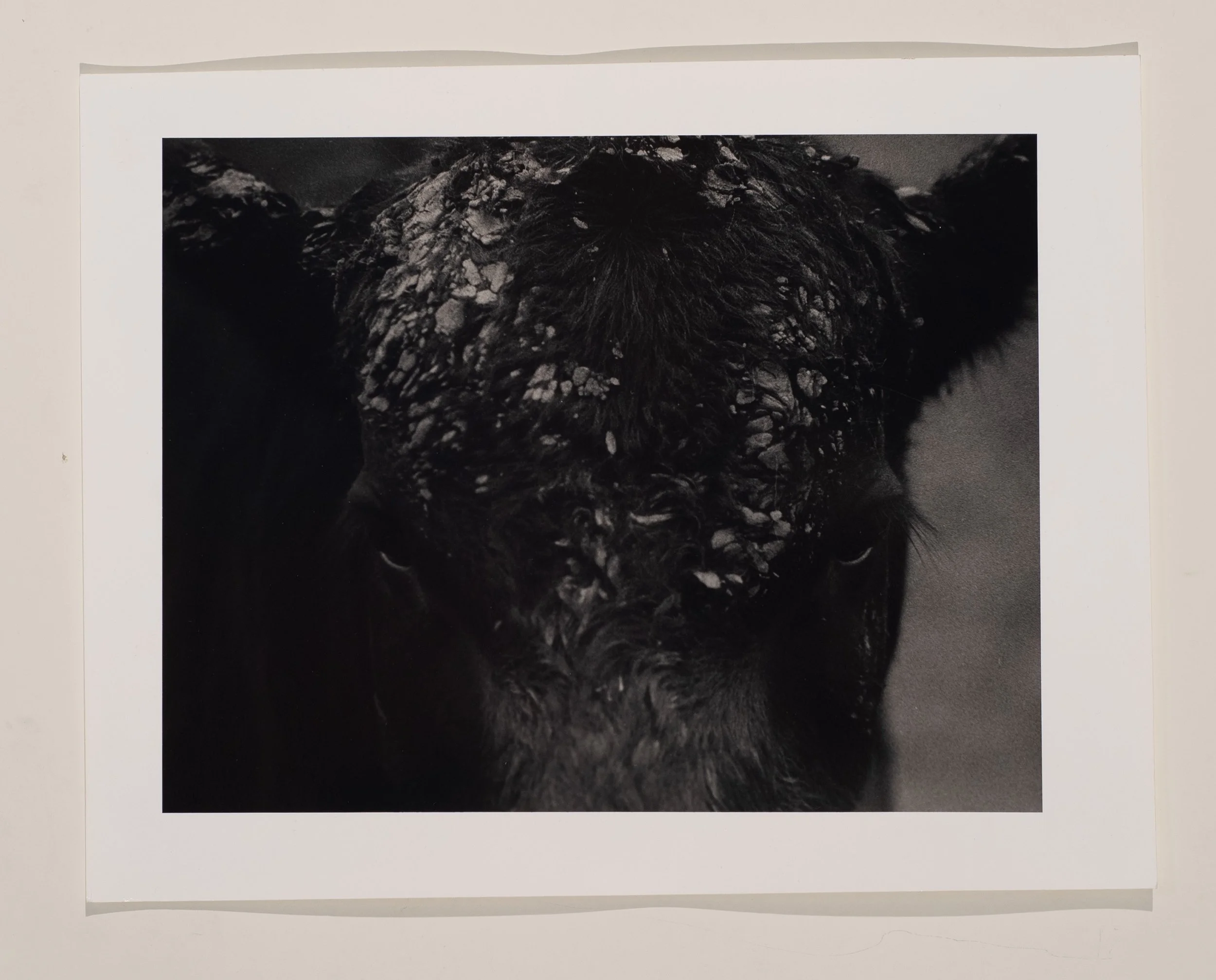 2020, silver gelatin print, 11 x 14 in.
