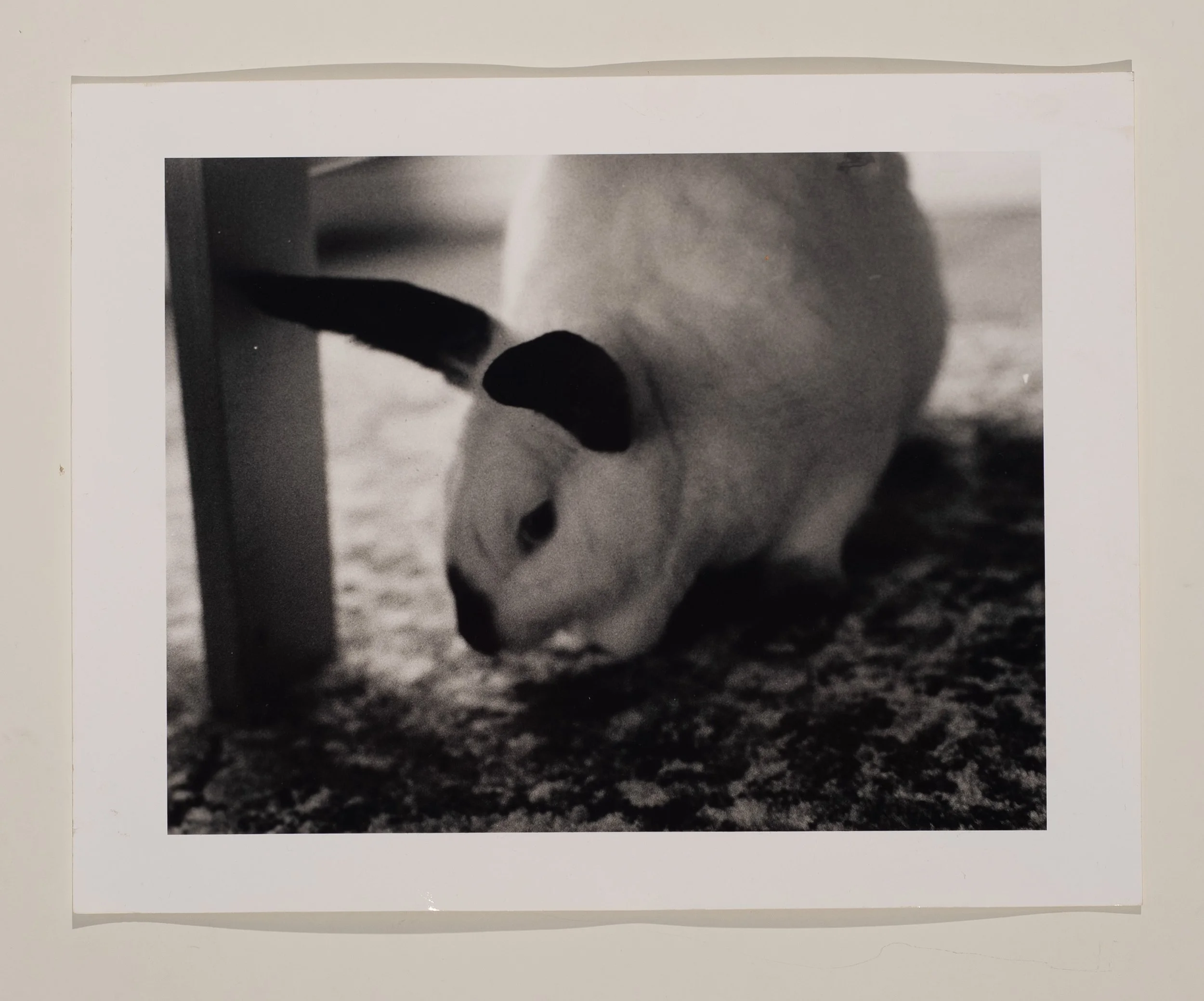 2020, silver gelatin print, 11 x 14 in.