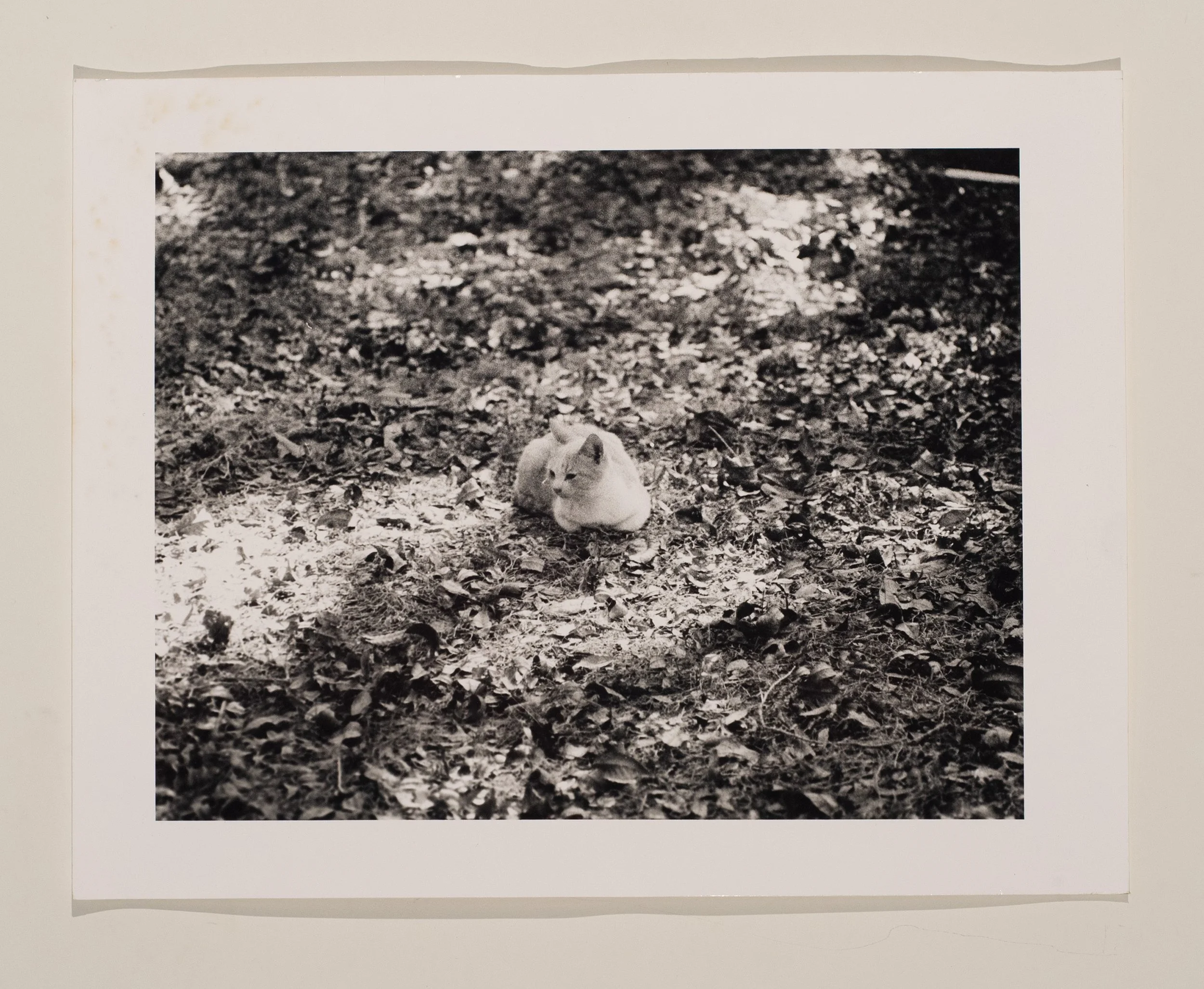2020, silver gelatin print, 16 x 20 in.