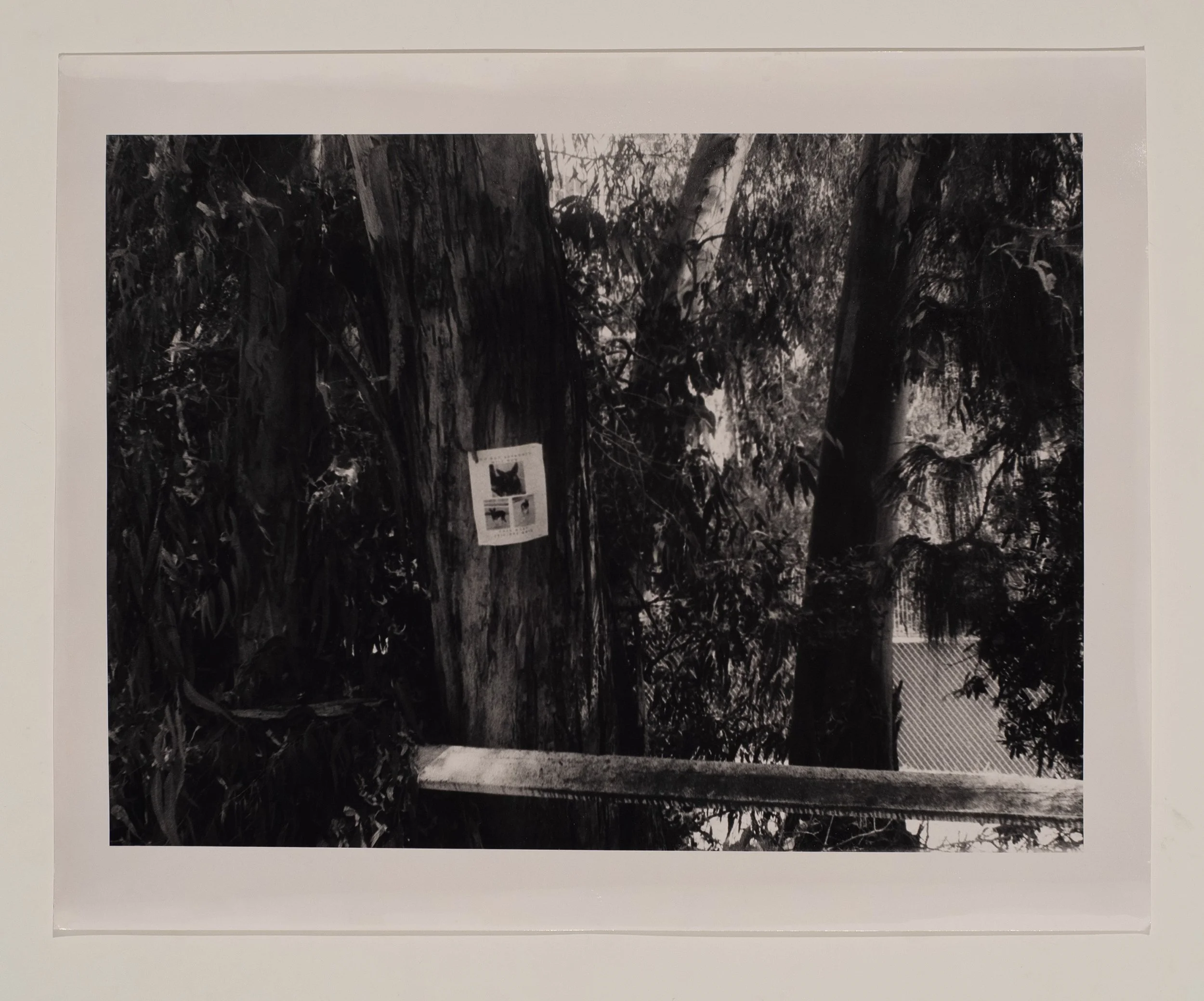 2023, silver gelatin print, 16 x 20 in.