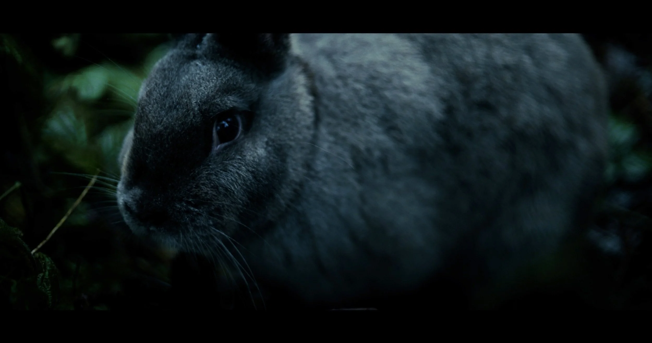 Behold And Hear_Fest Edit_Resolve Grade.00_00_12_21.Still001.jpg