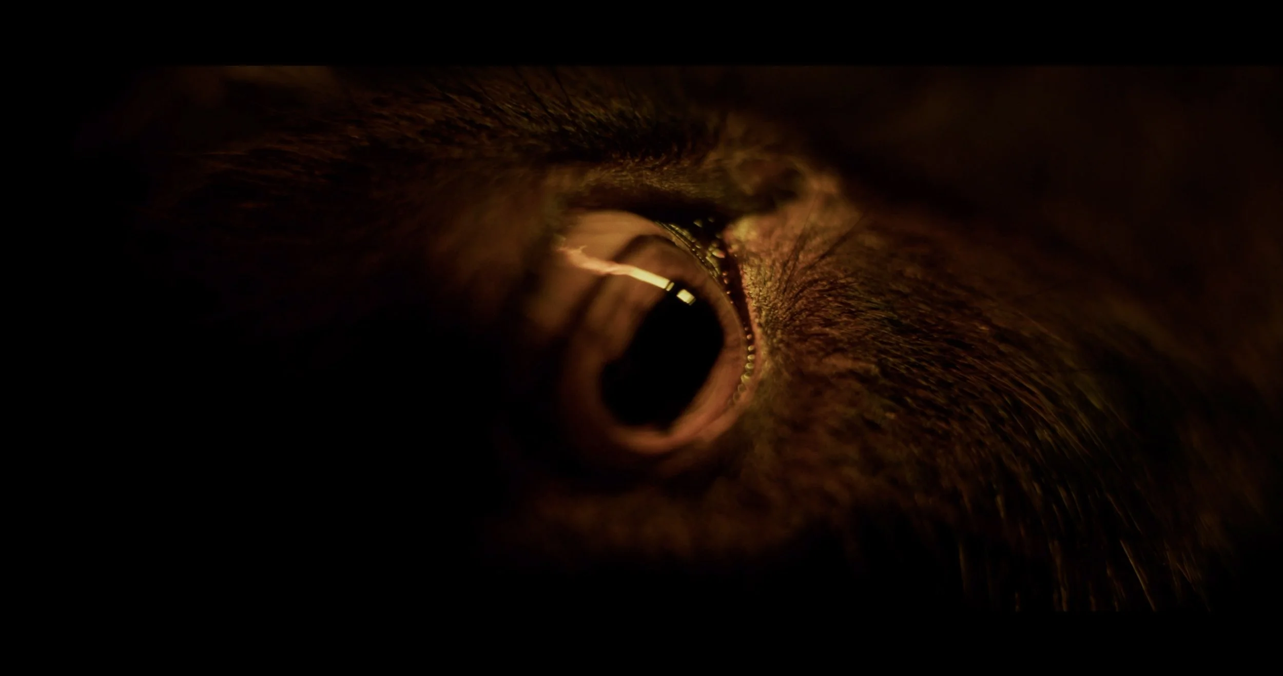Behold And Hear_Fest Edit_Resolve Grade.00_06_20_05.Still006.jpg
