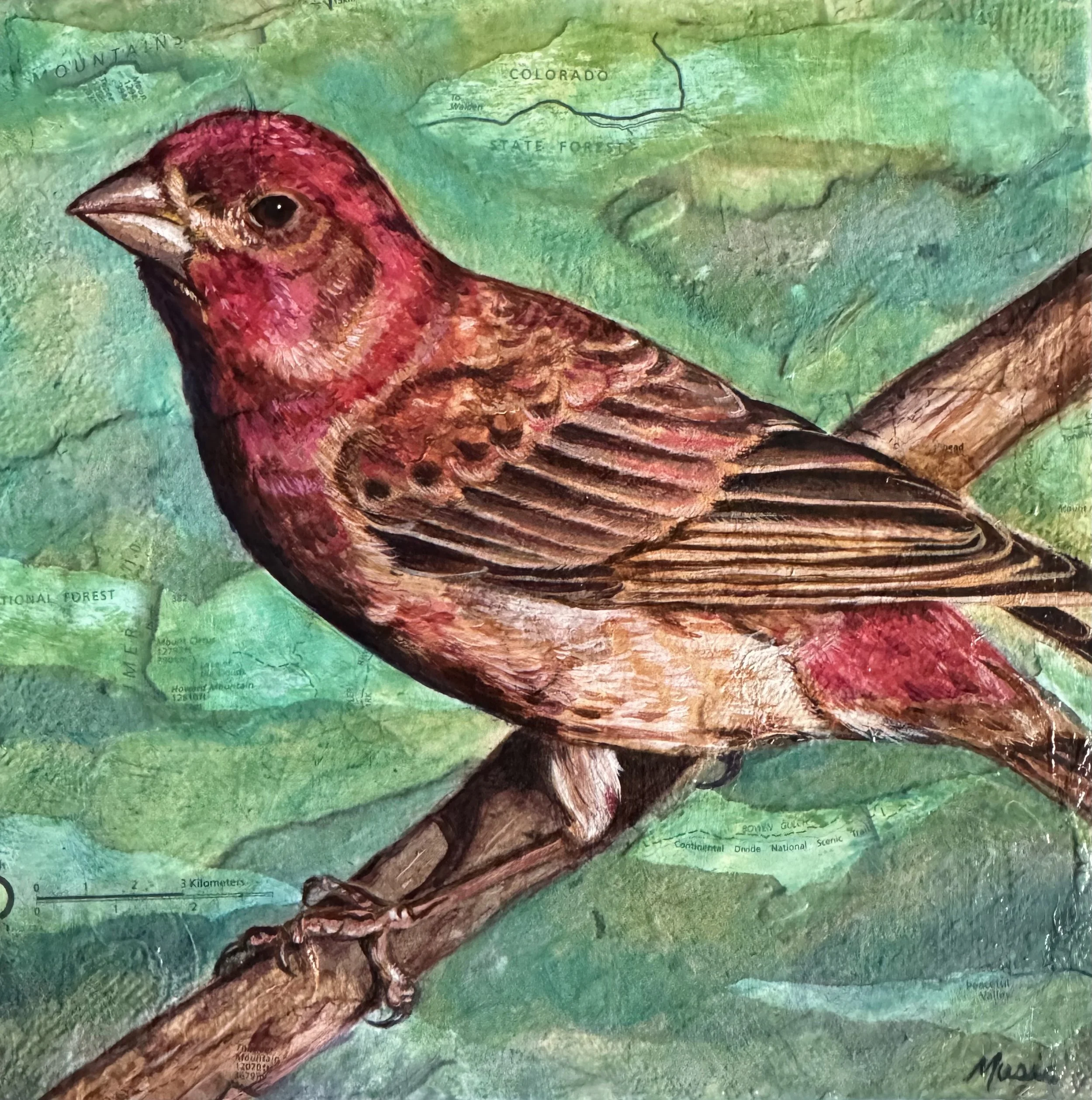 House Finch
Mixed Media (Collage/Acrylic) on Canvas
8x8 Inches