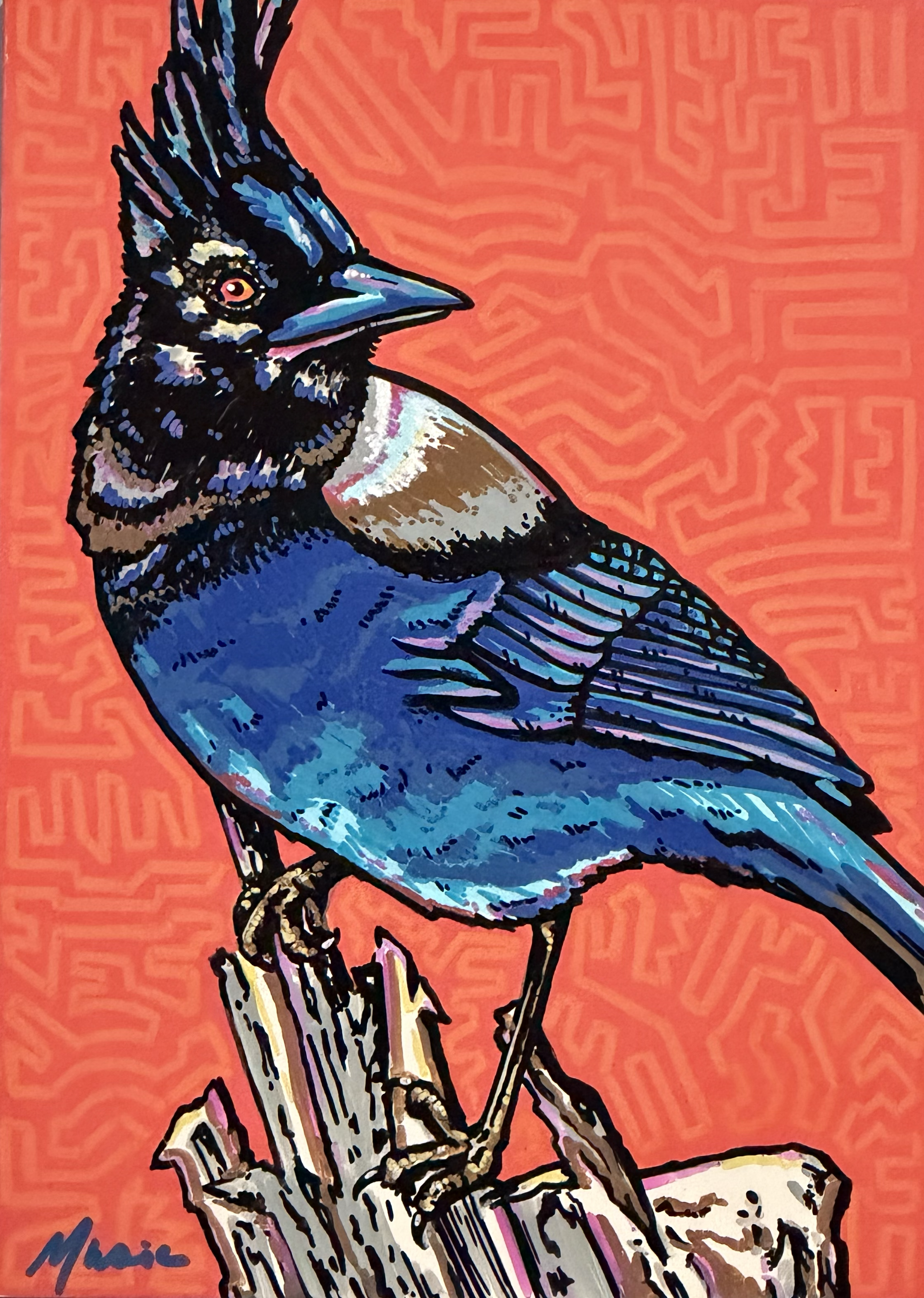 that's a stellar jay