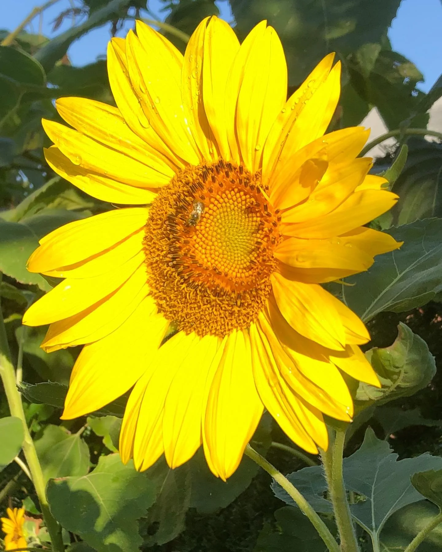 Sunflowers in bloom