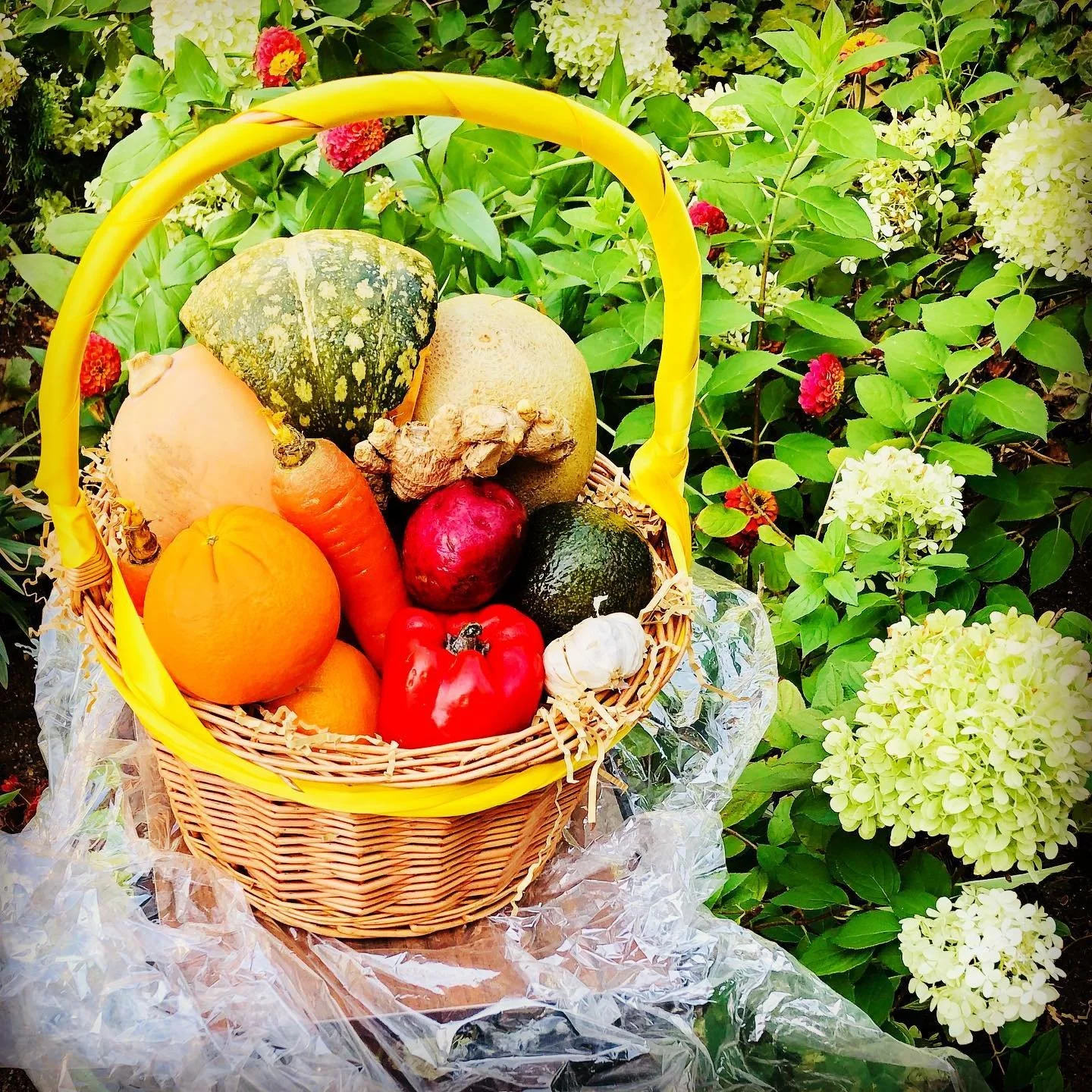 browser-download-20261003T030437.506021551Z-5-harvest-basket.jpg