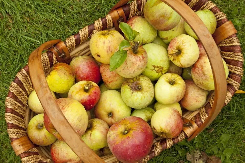 browser-download-20261003T030457.304888496Z-6-apple-varieties.webp