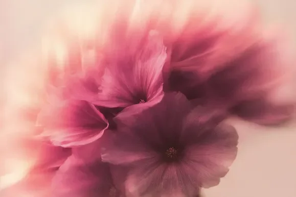Close-up of pink flowers with a soft, blurred effect.