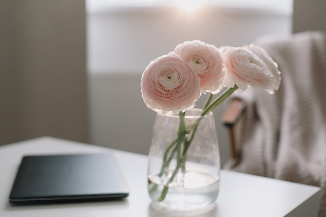 A clear glass vase with four pink-and-white ranunculus flowers on a white table, with a closed laptop nearby, in a softly lit room.