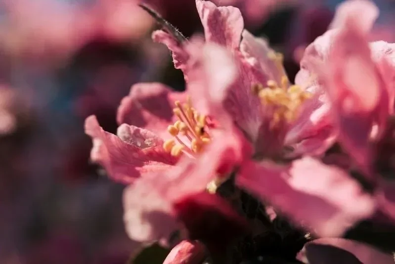 Close-up of pink cherry blossoms with yellow stamens.