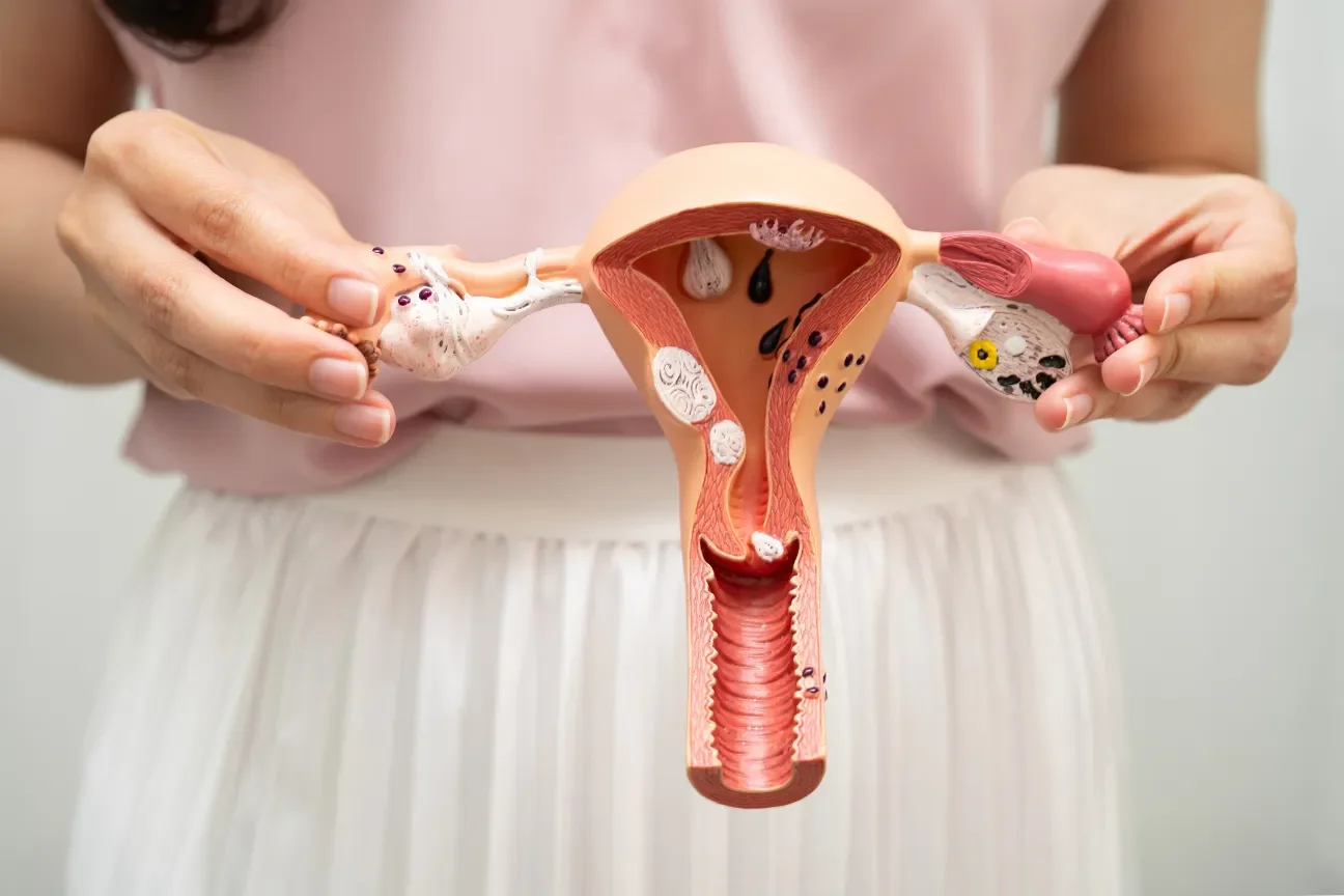A person holding a detailed anatomical model of the female reproductive system, including the uterus, fallopian tubes, and ovaries.