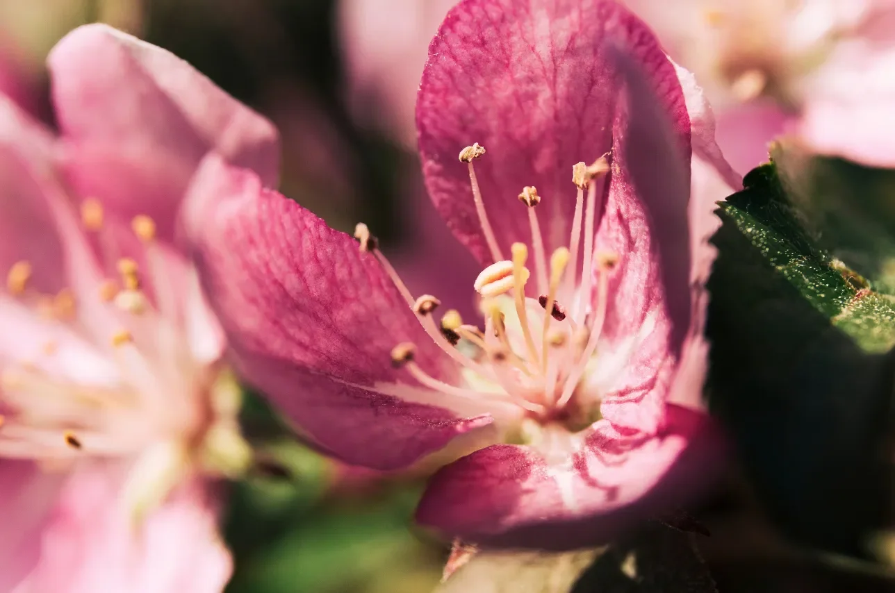 Close-up of pink flower petals with visible stamens and pistil.