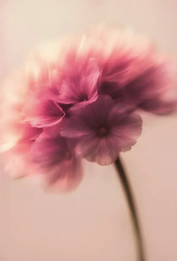 Close-up of pink flowers with a blurred background