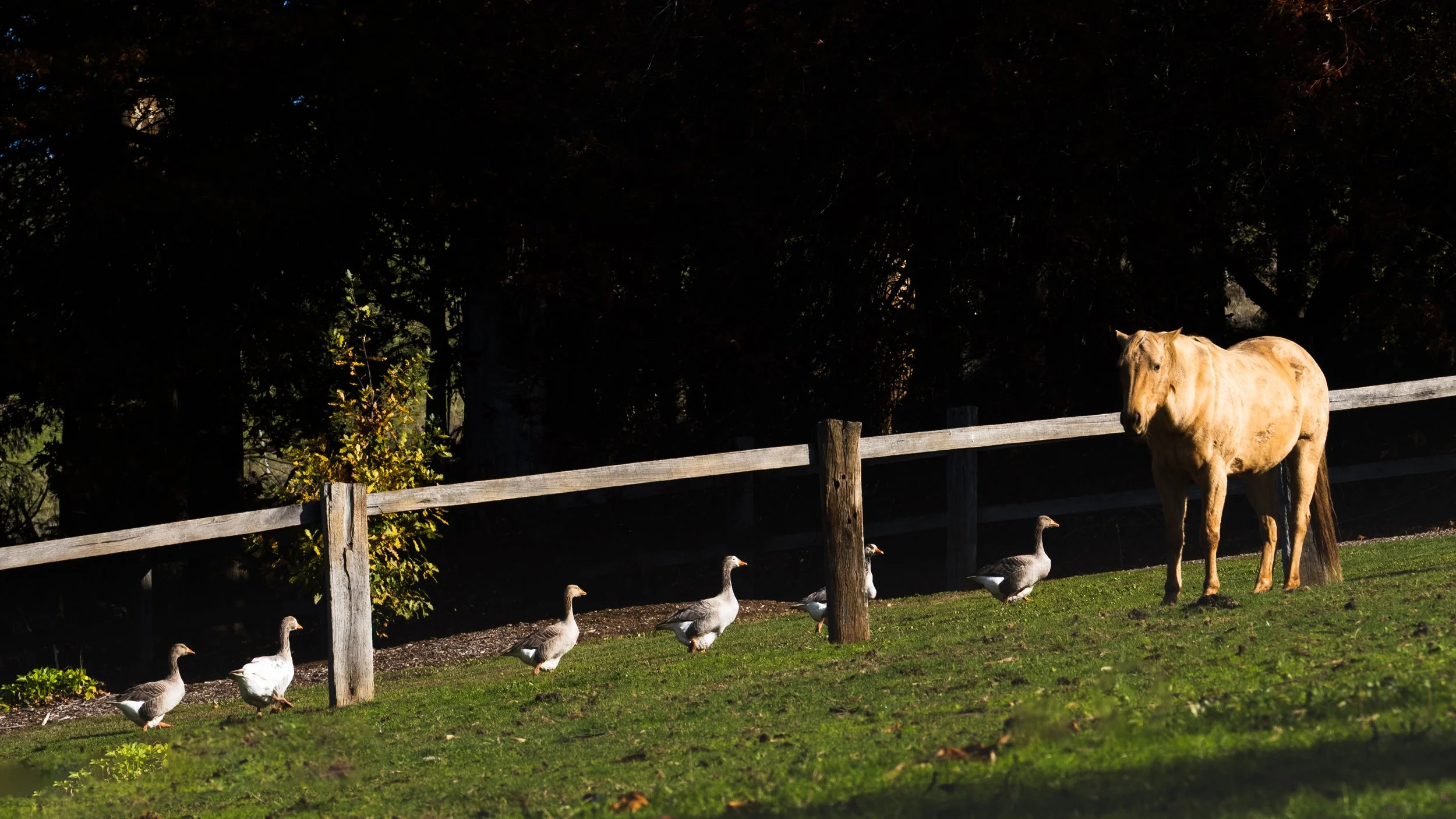 HorseDuck-.jpg