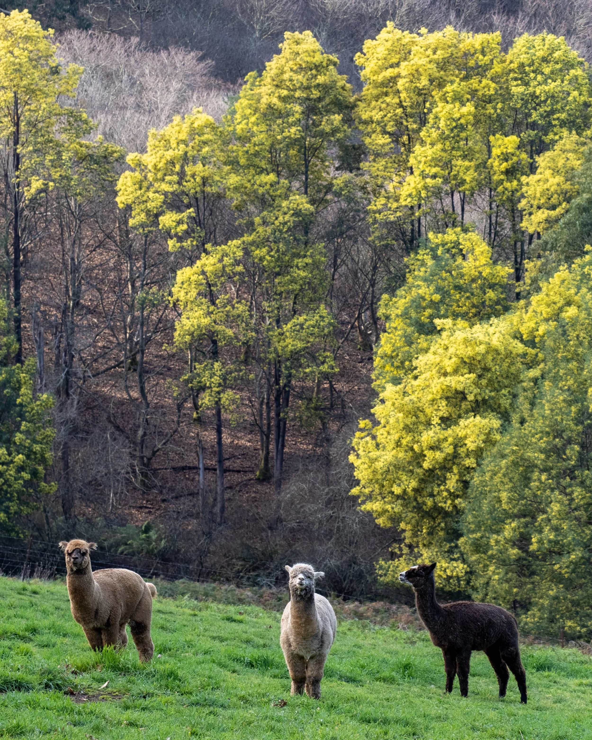 Alpacas-.jpg