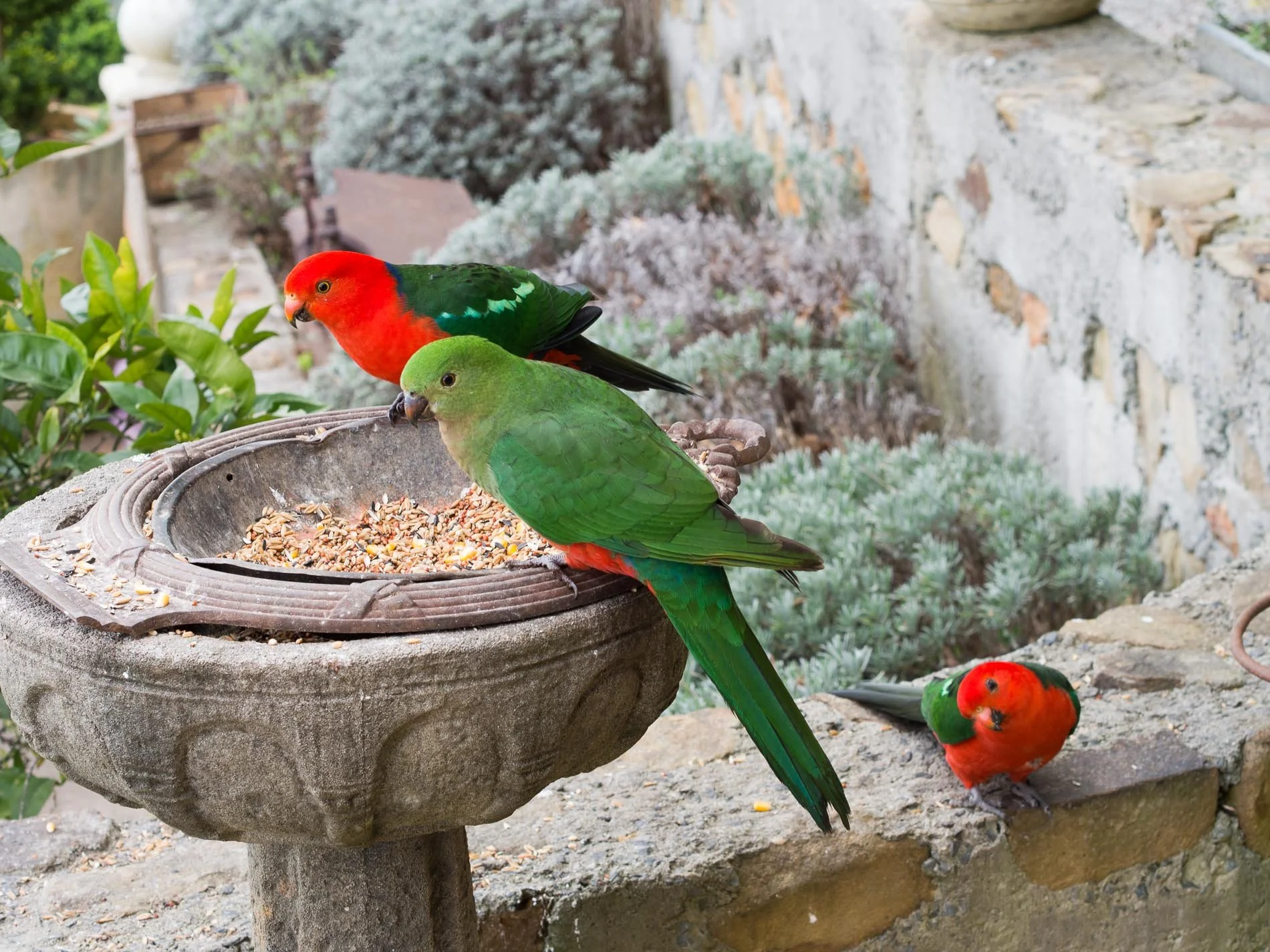 Parrots.jpg