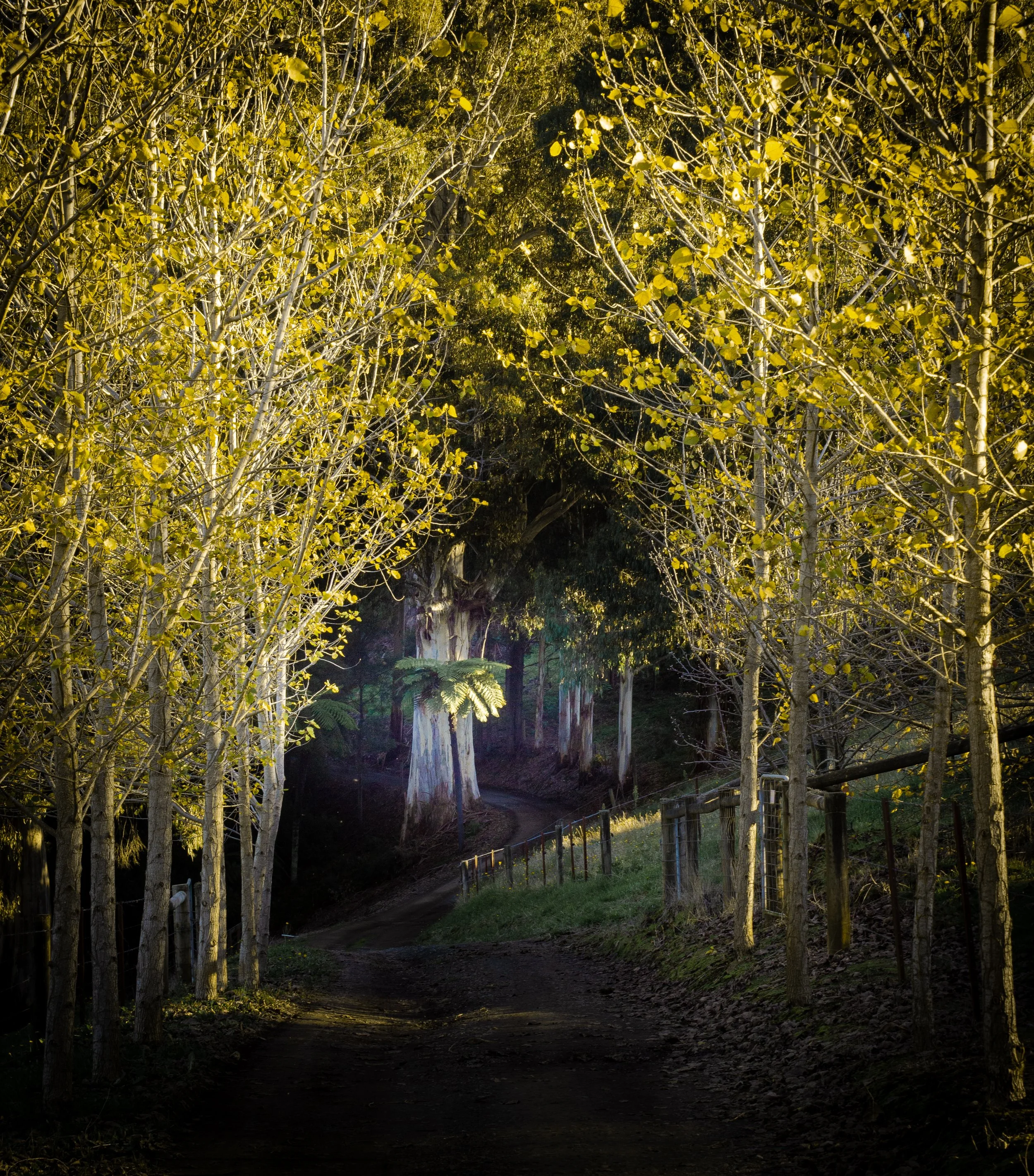 DriveAutumn-.jpg