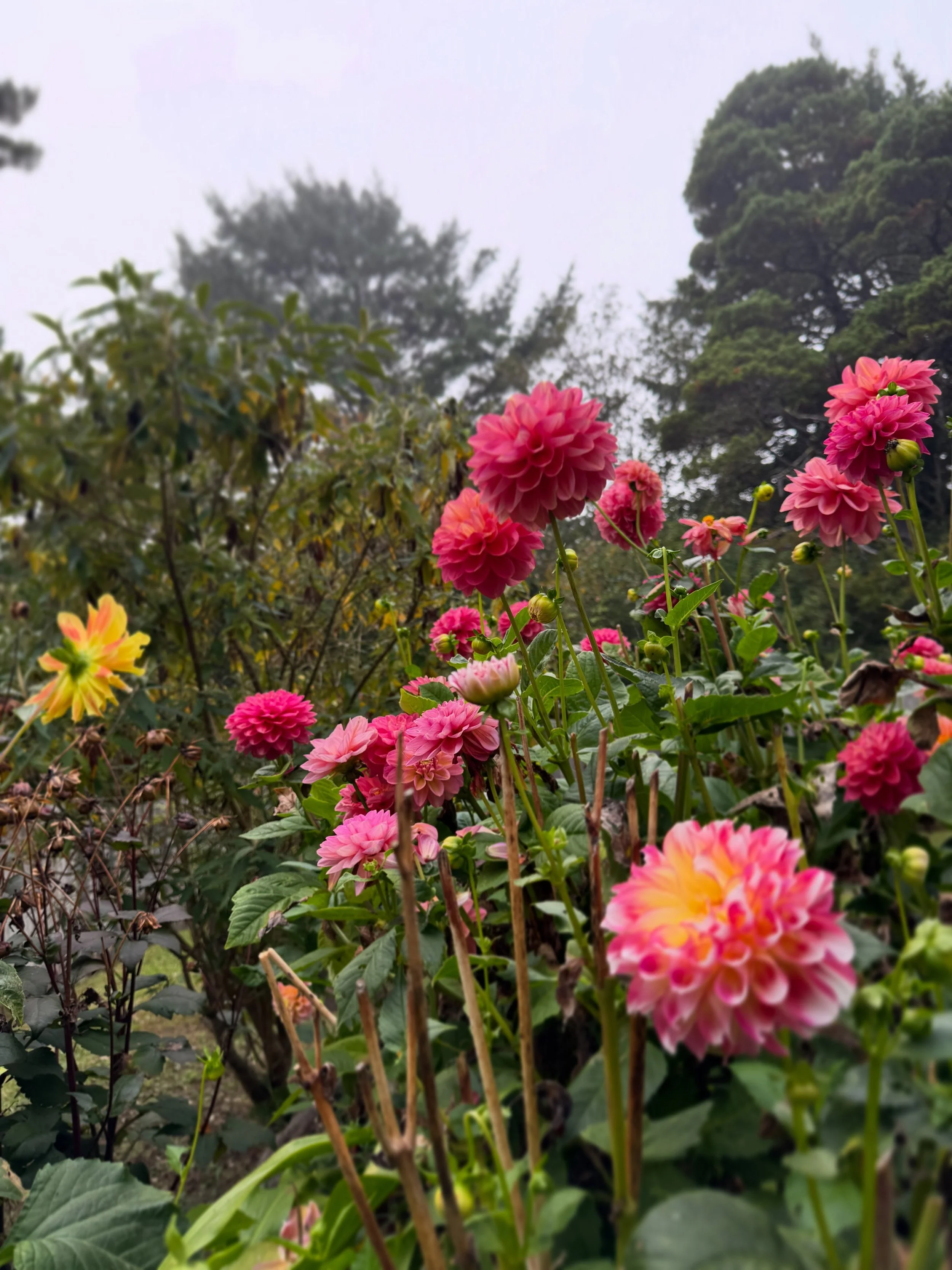 Finding comfort in October evenings near the sea&hellip; still haven&rsquo;t seen a frog in a dahlia yet, but I&rsquo;ll keep looking. 🐸