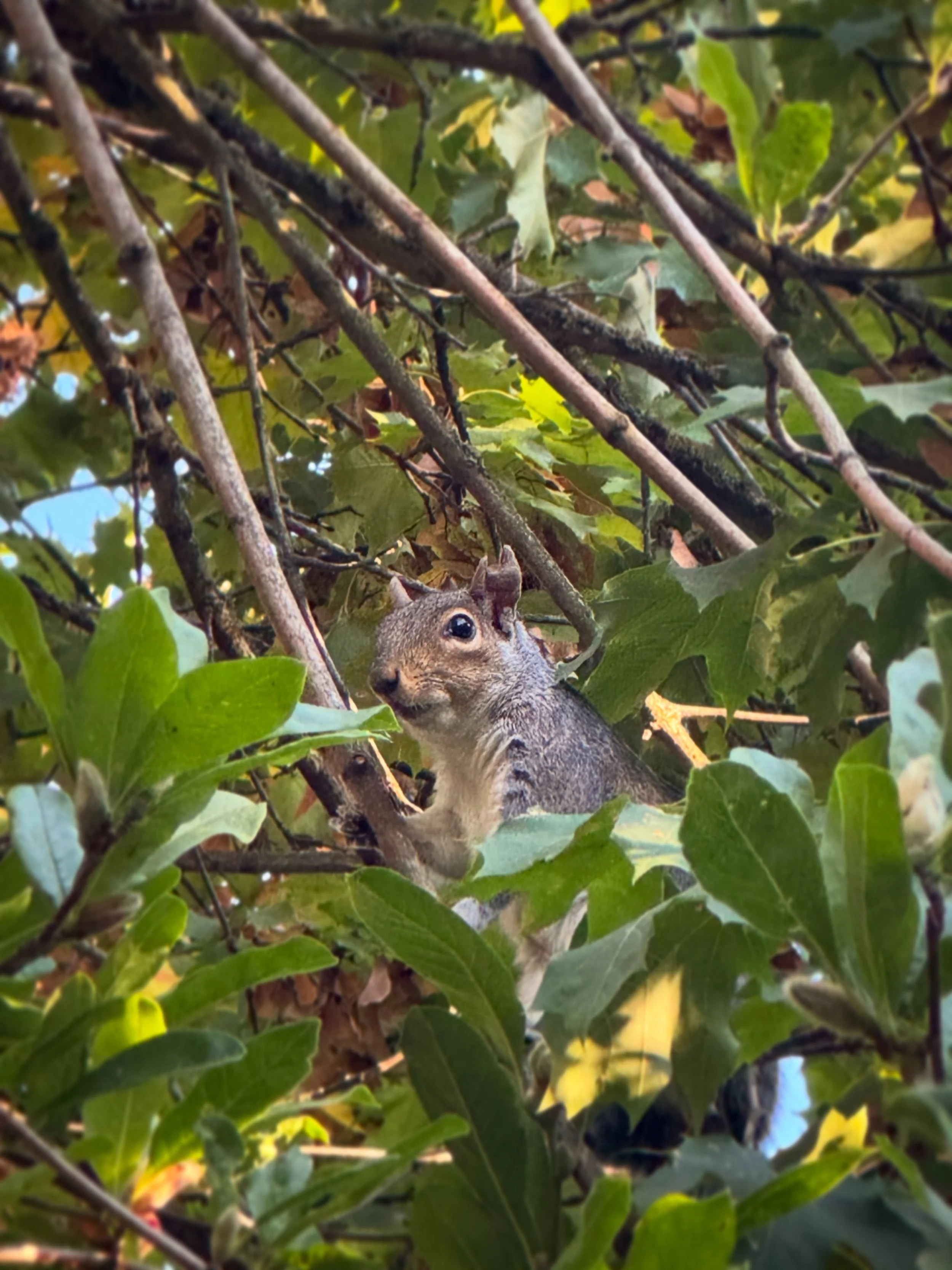 Not Hazel&rsquo;s biggest fan. 🐿️