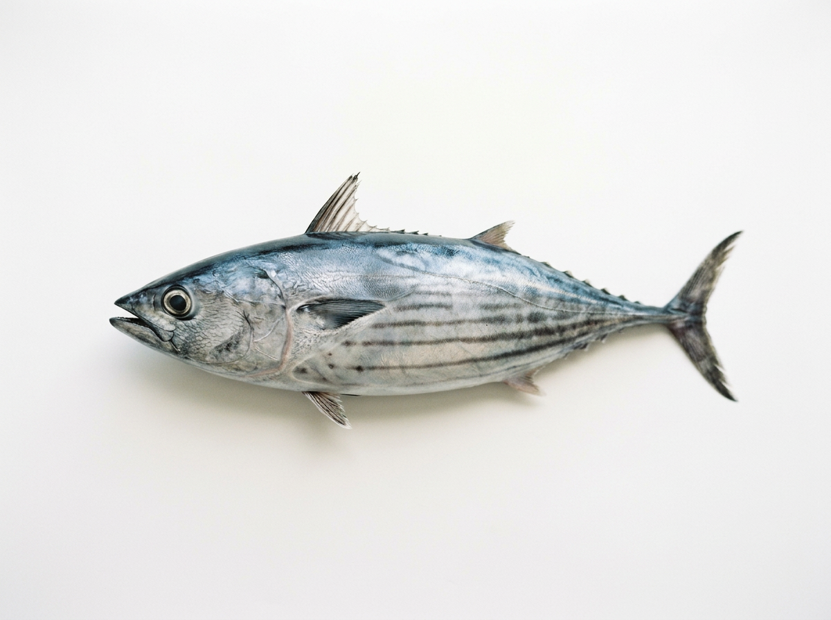 Whole Round Skipjack