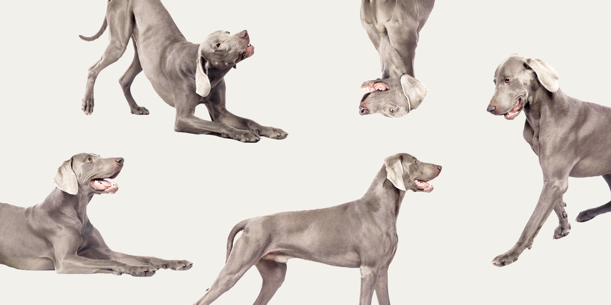 AScout-Dogs.webp