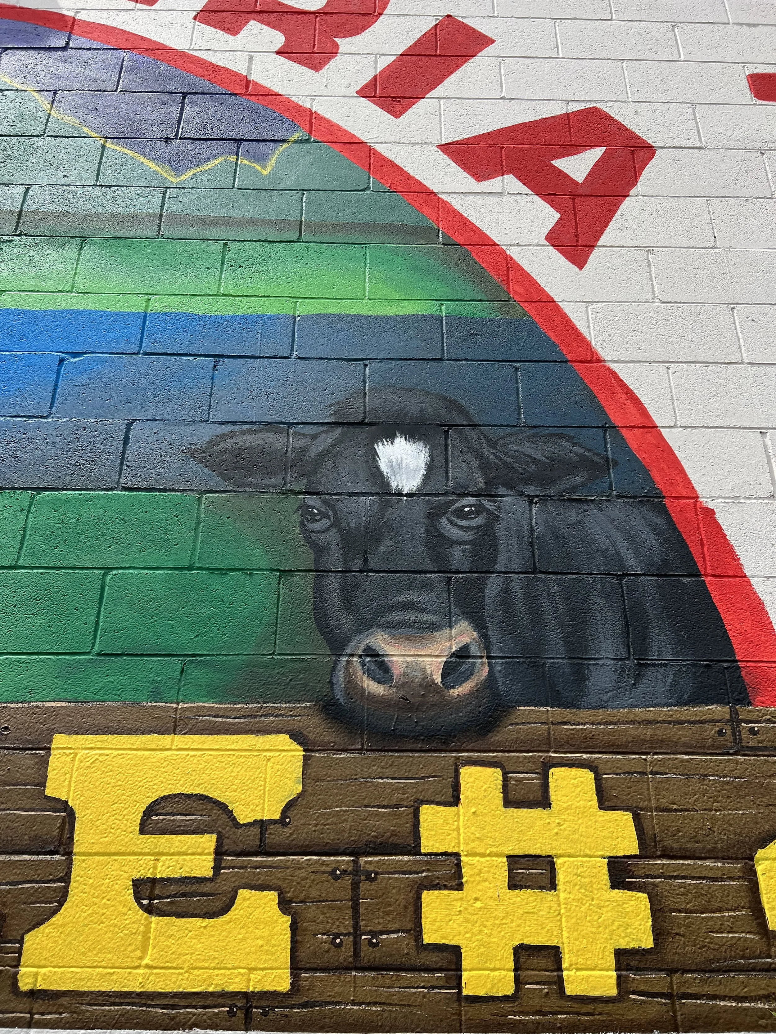 black cow close up.jpeg