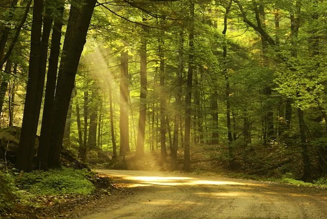 Sunlight filtering through green trees along a dirt forest path.