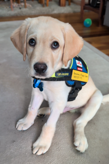 A cute light-colored puppy with blue eyes sitting on a carpeted floor, wearing a service dog vest with patches.