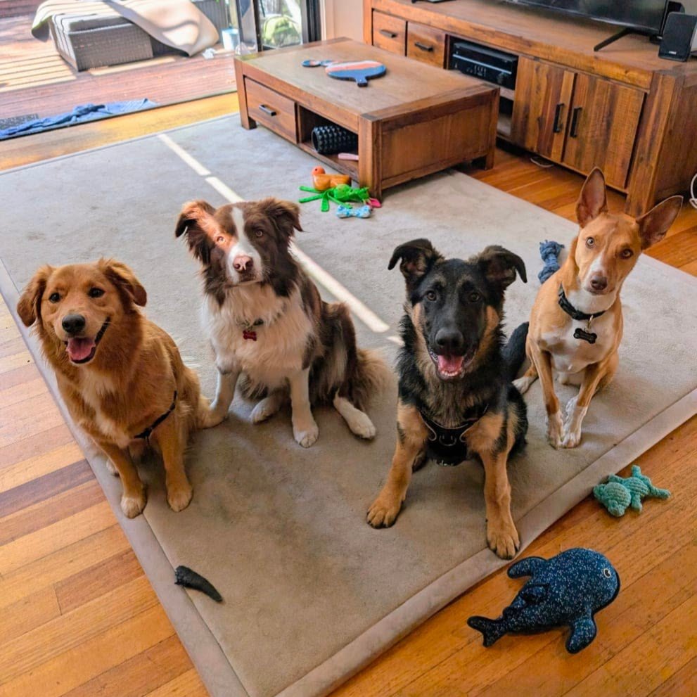 Four dogs sitting on a beige rug in a living room, with toys scattered around, a wooden table, and entertainment center in the background.