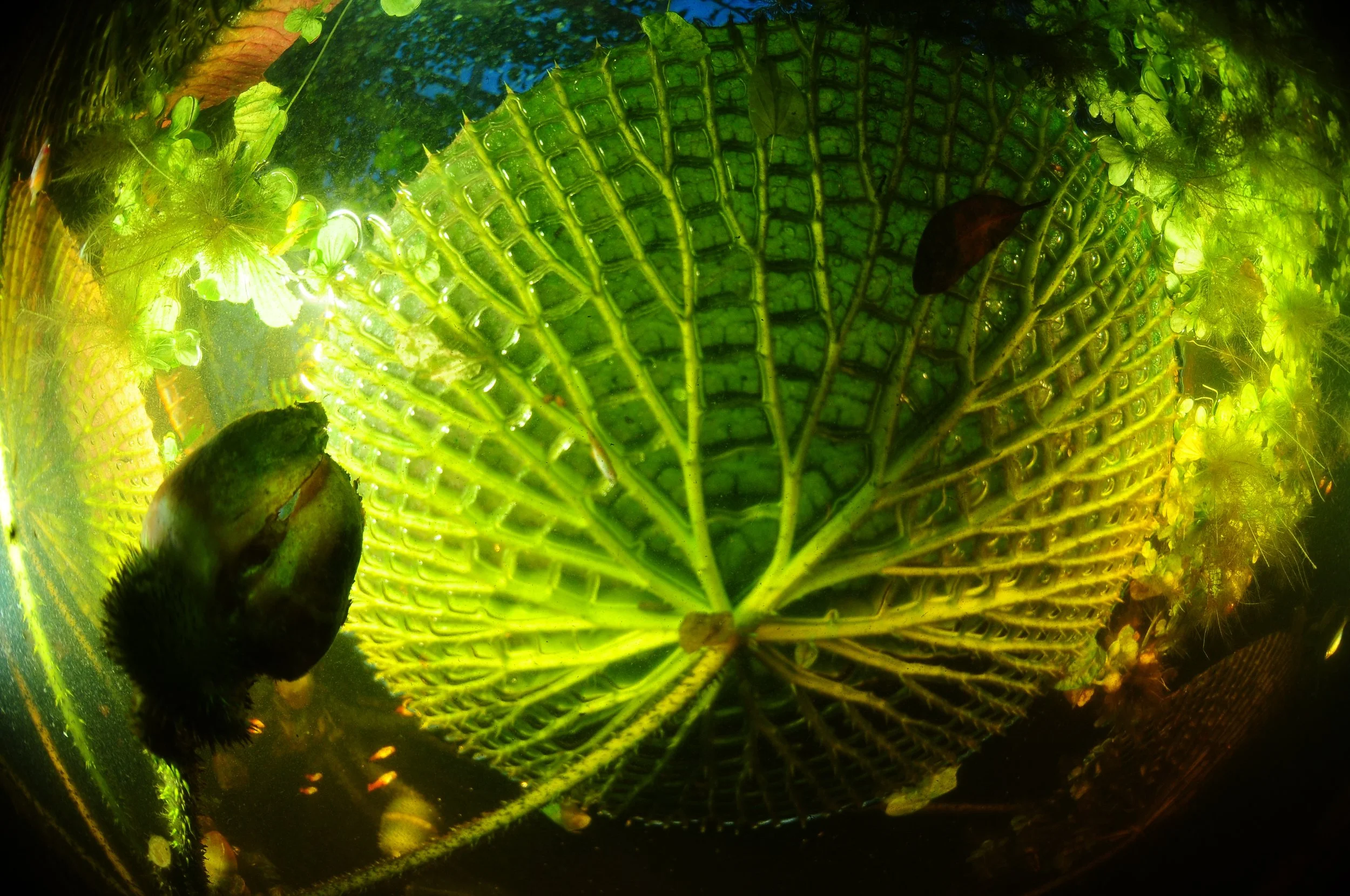 Close-up of a vibrant green fern leaf with water droplets on the surface, illuminated from behind creating a glowing effect.