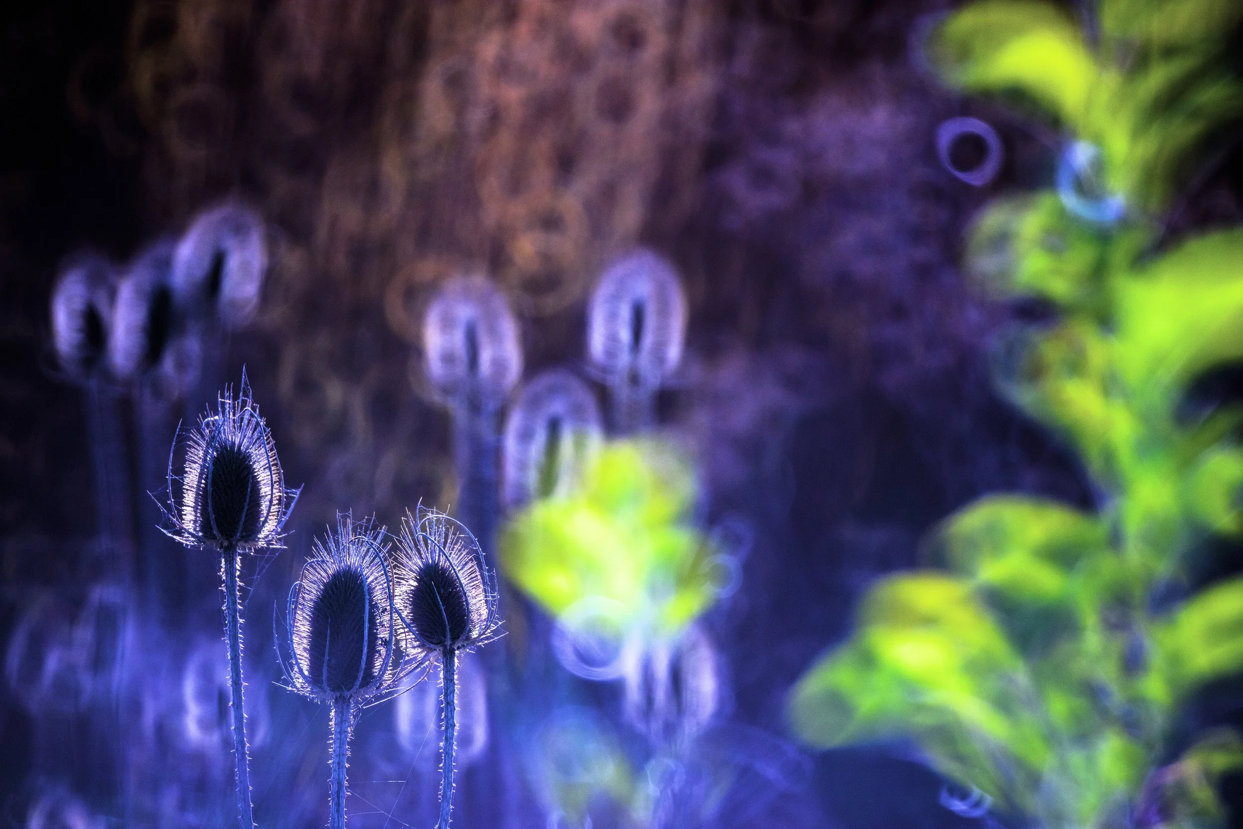 Close-up of purple and blue wildflowers with a blurred colorful background.