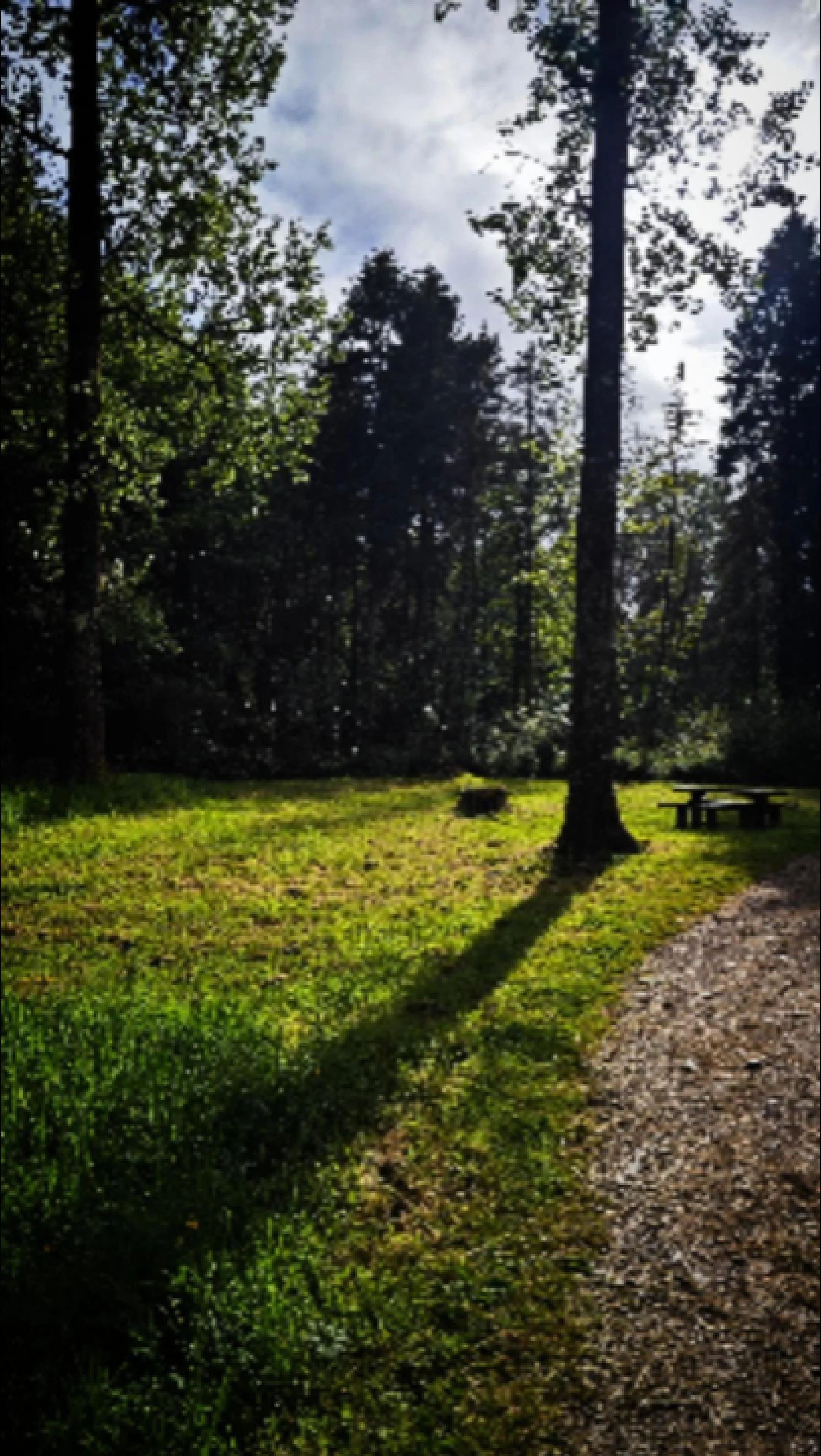 warrenscourtforest01-Borito.jpg