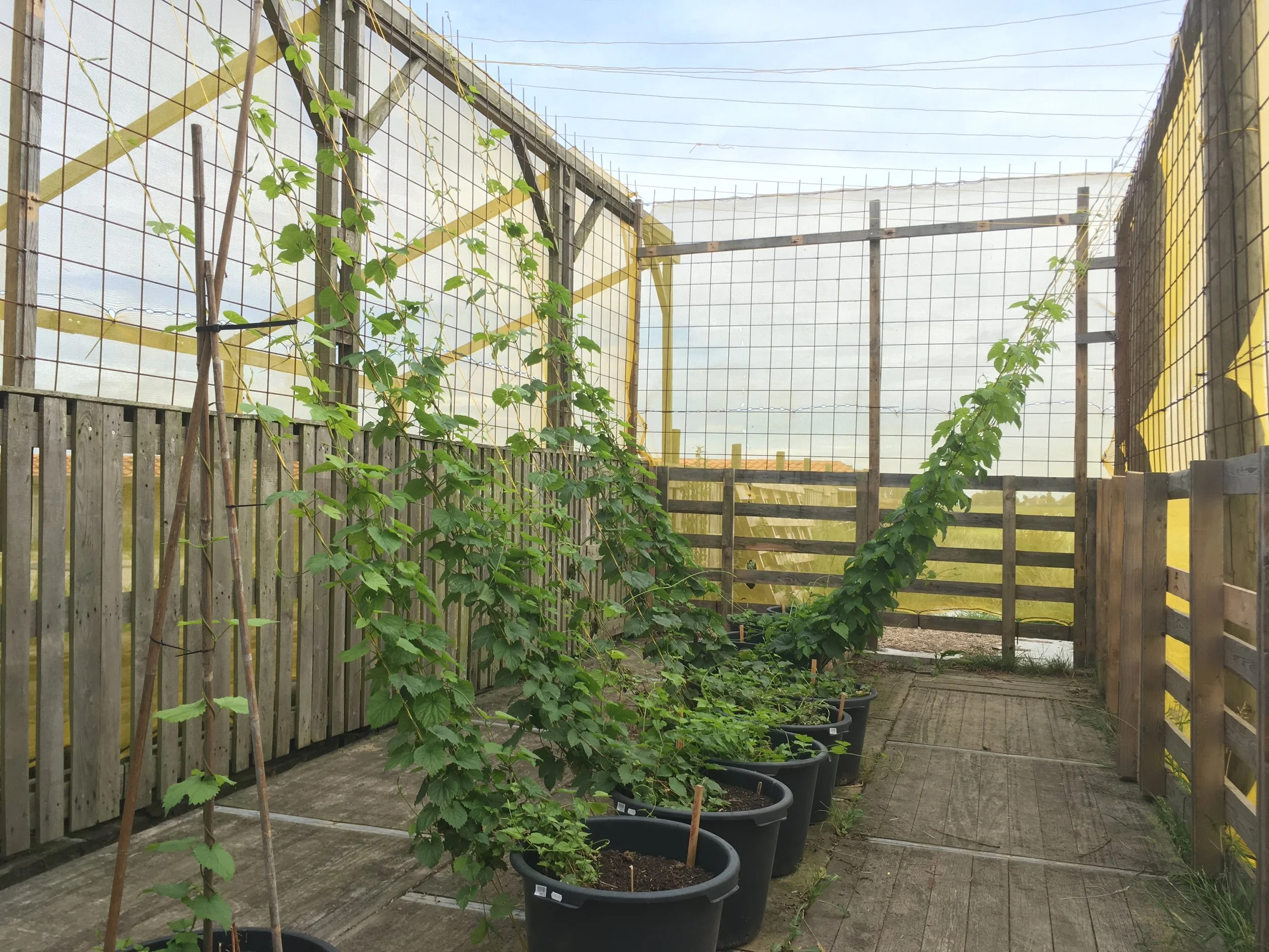 Een tuinruimte met een houten schutting en gele structuur, waarin jonge planten in grote potten groeien. Er is een net als afscheiding en enkele planten groeien langs de schutting.